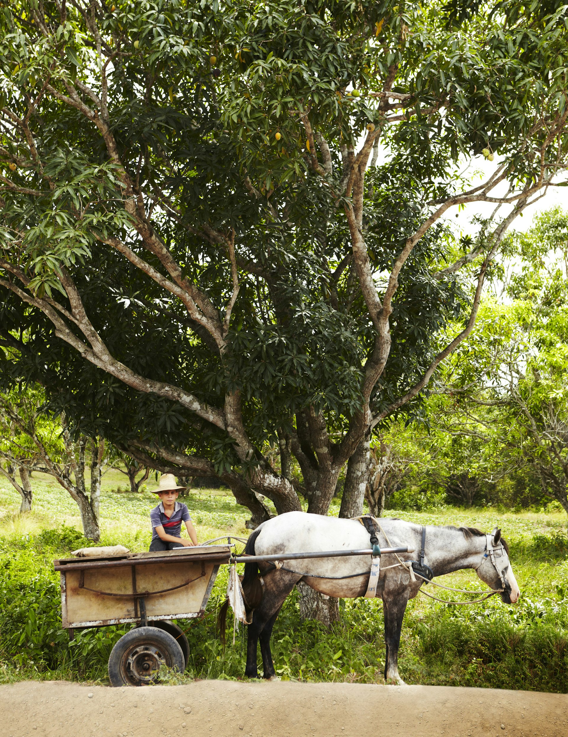 Horse and cart, Vinales, Cuba © Mark Read / Lonely Planet