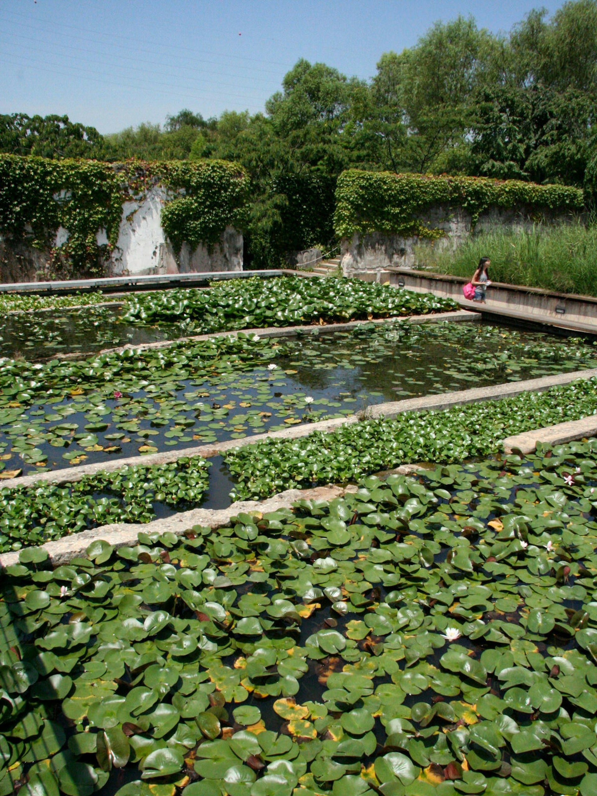 Lotus ponds created in a former water filtration plant in Seonyudo Park © Simon Richmond / Lonely Planet