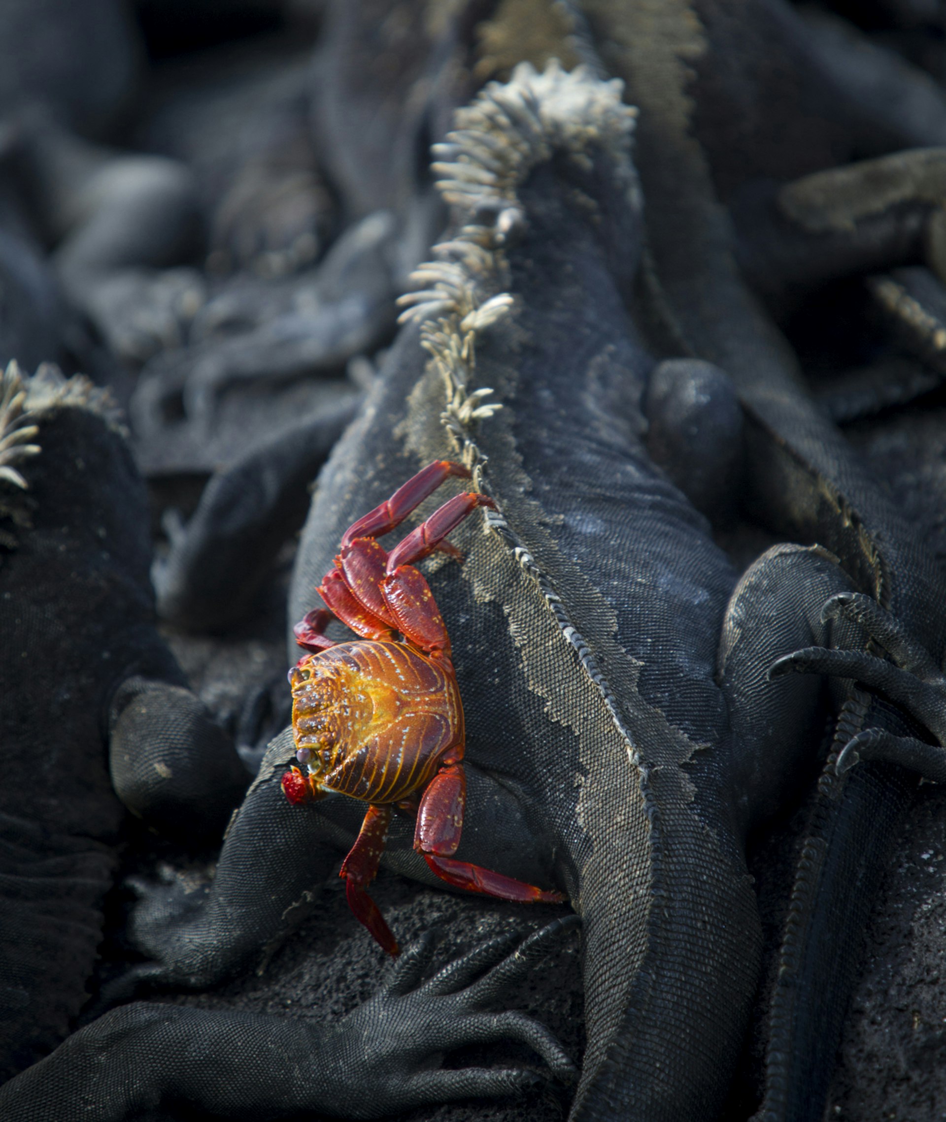 A Sally Lightfoot crab clambers over a marine iguana © Philip Lee Harvey / Lonely Planet