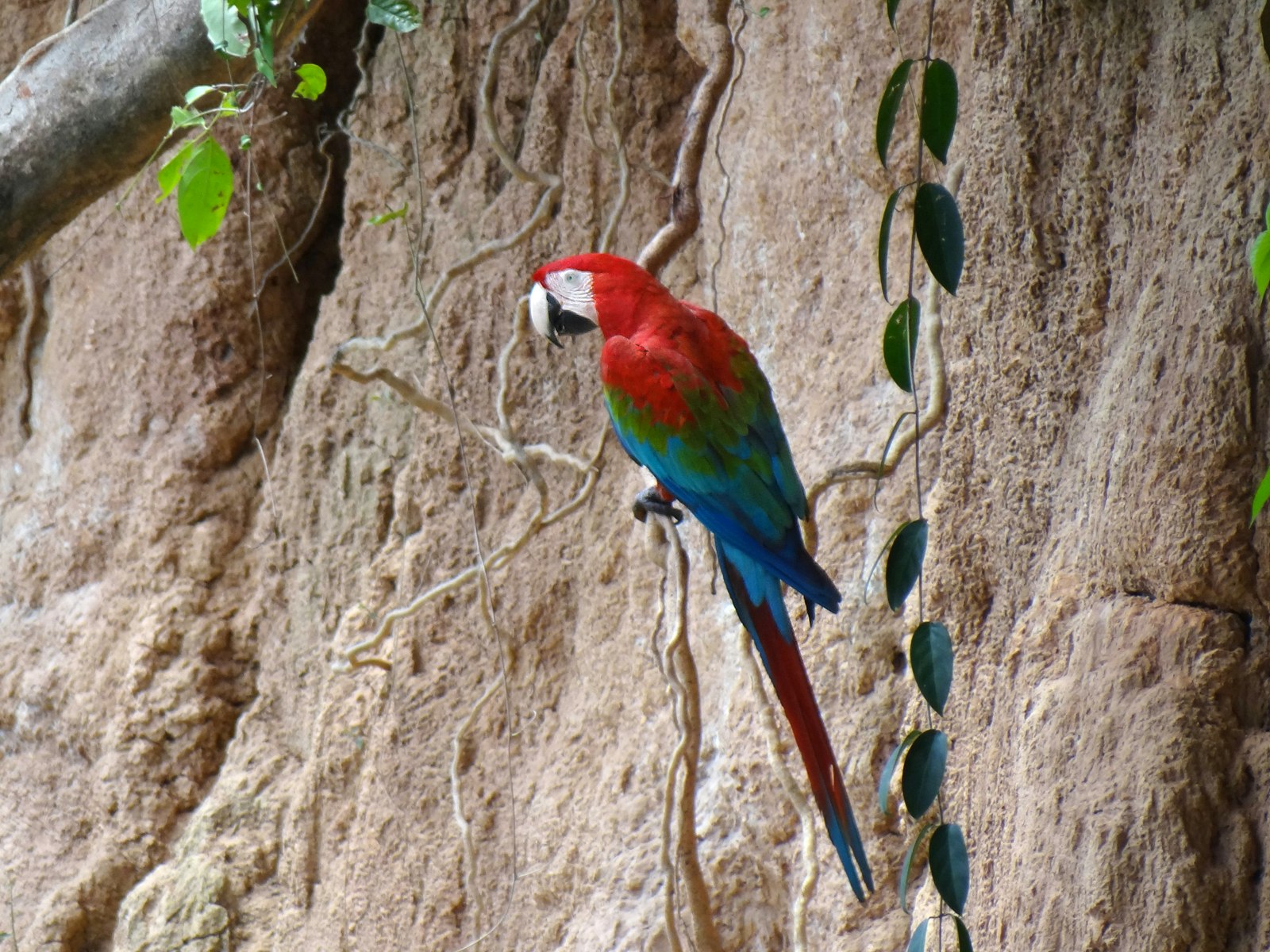 A macaw at a clay lick along the Tambopata river in the Amazon rainforest, Peru
