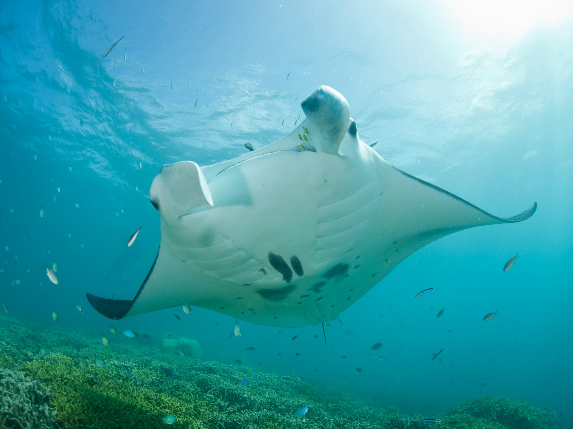 A giant manta ray surrounded by small fish swims through the ocean around Micronesia