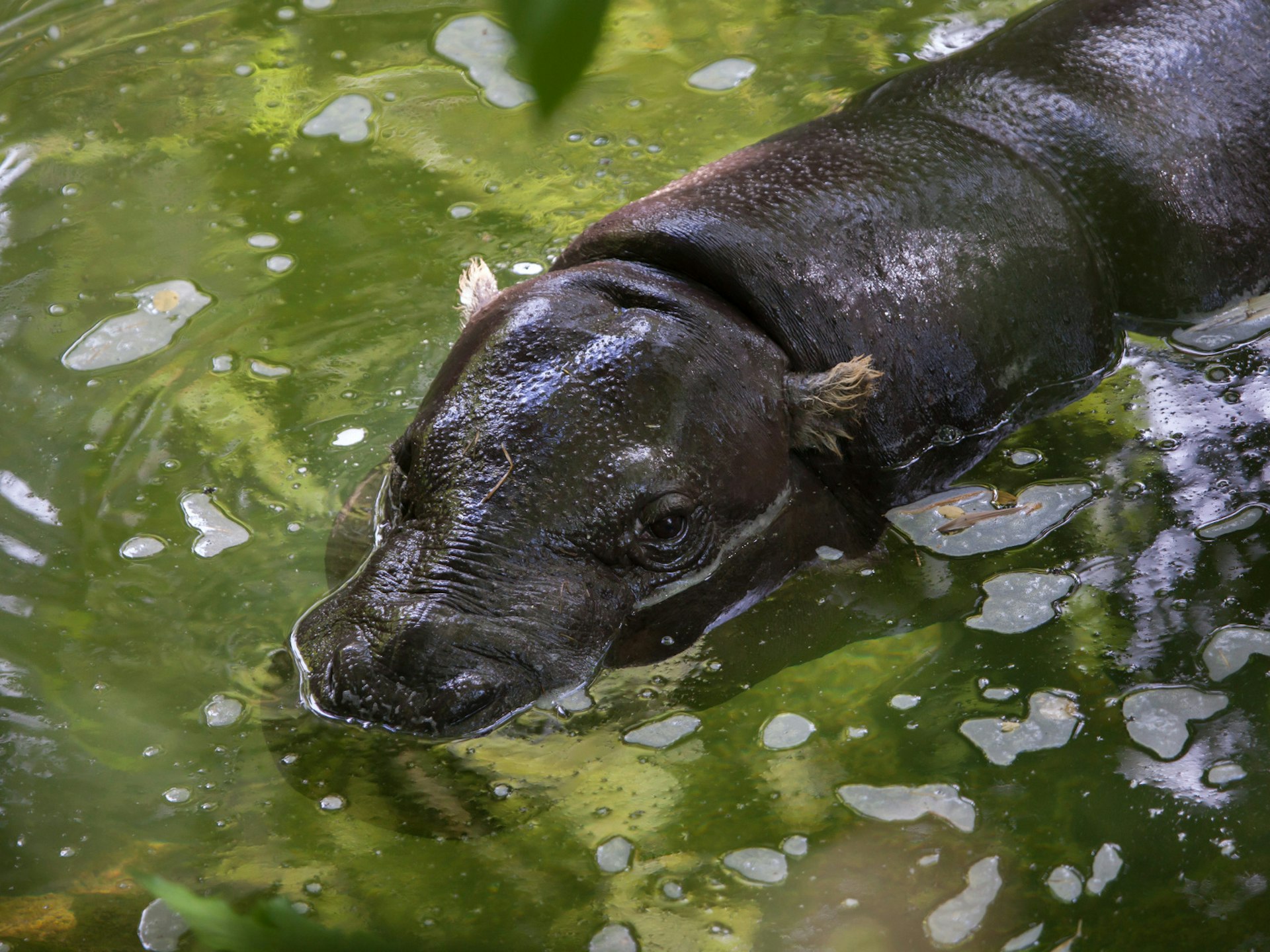 A pygmy hippo half submerged in a river in Sierra Leone