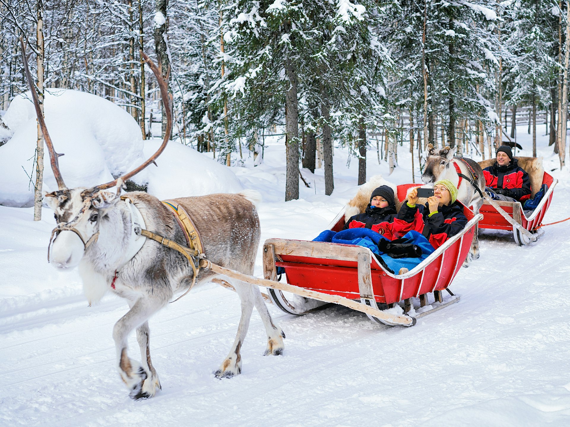 People riding in reindeer-drawn sleighs in Finnish Lapland