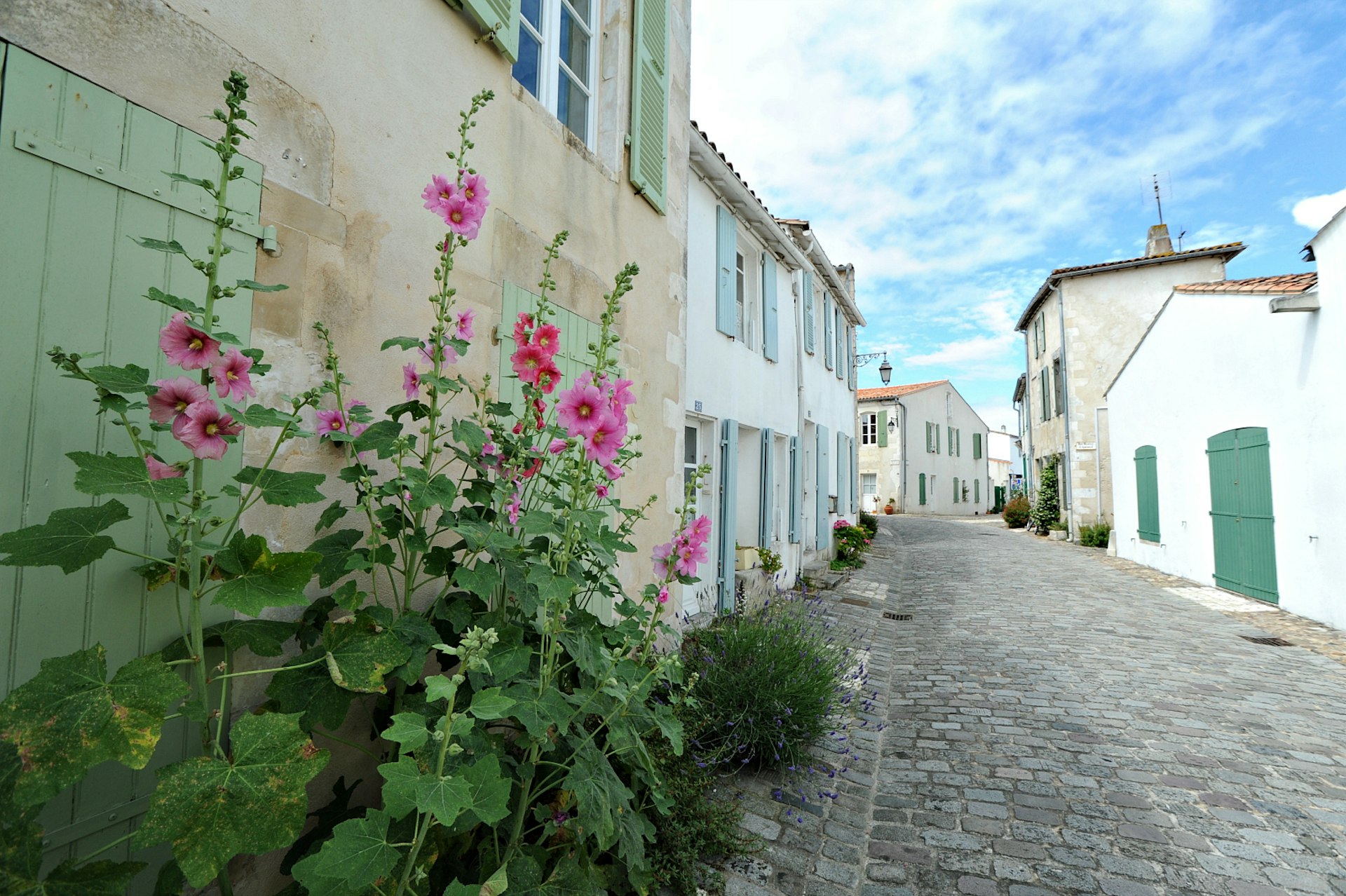 Lavender and hollyhocks along a cobbled lane in St-Martin-de-Ré, next to white and stone houses with pastel-coloured shutters.