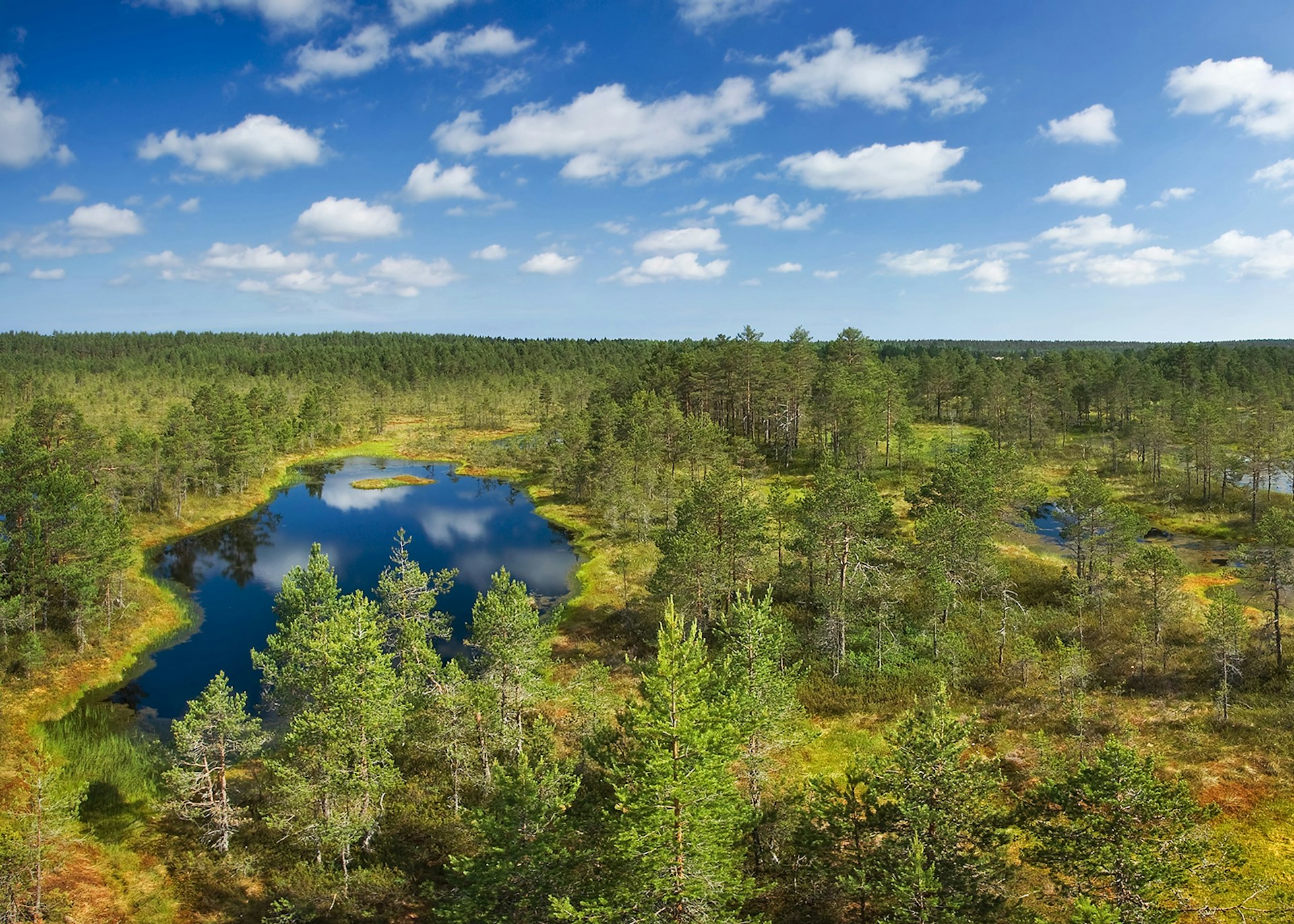 Boggy landscape in Estonia © AGrigorjeva / Getty Images