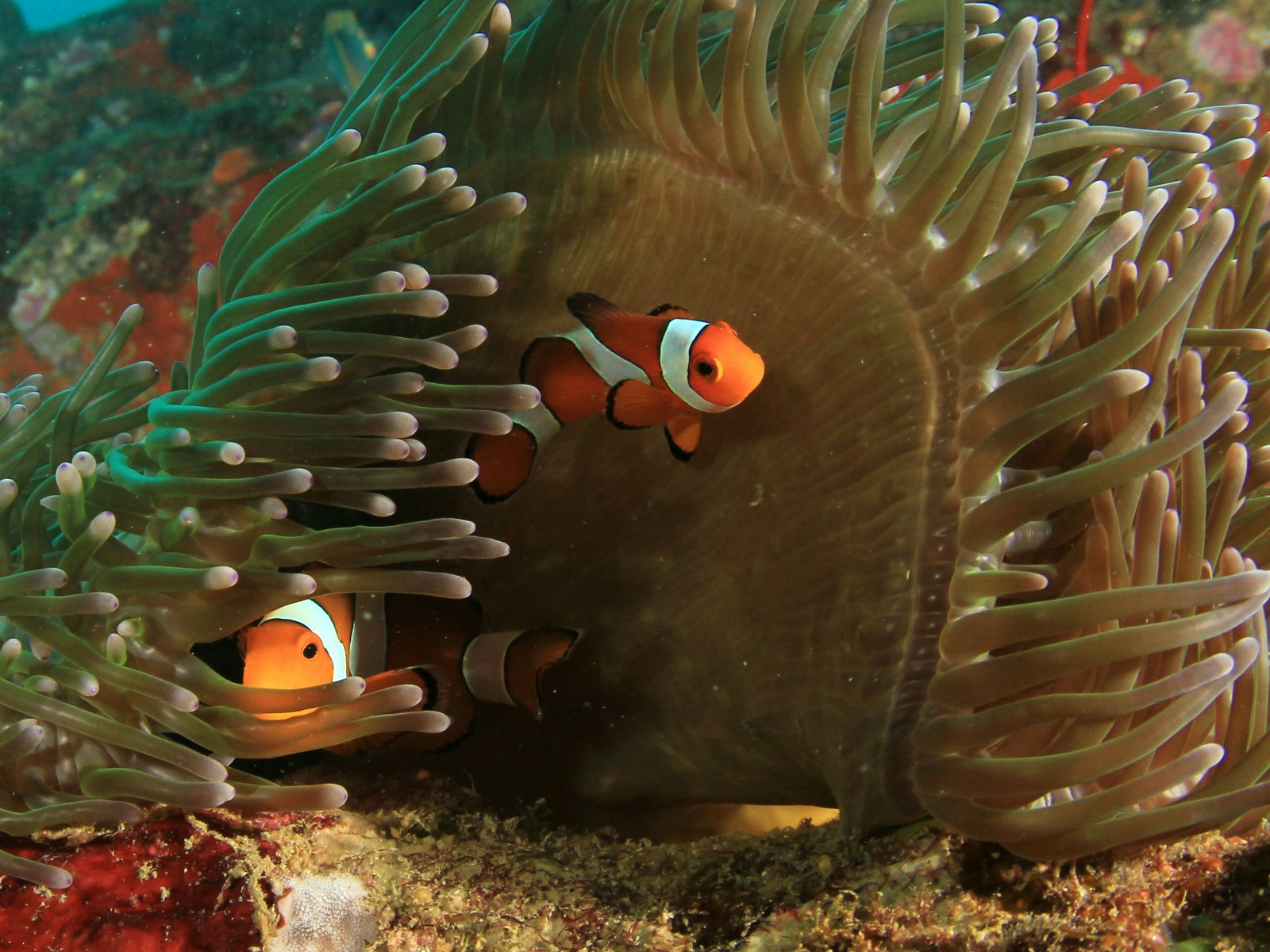 Two clownfish swim around a sea anemone 