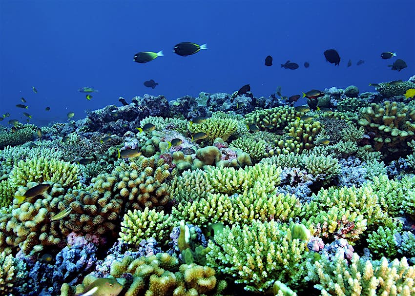 Features - coralreef_kiribati_Lonely_Planet.jpg Fish swimming above a coral reef in Kiribati © ZeynepOzturk / Getty Images