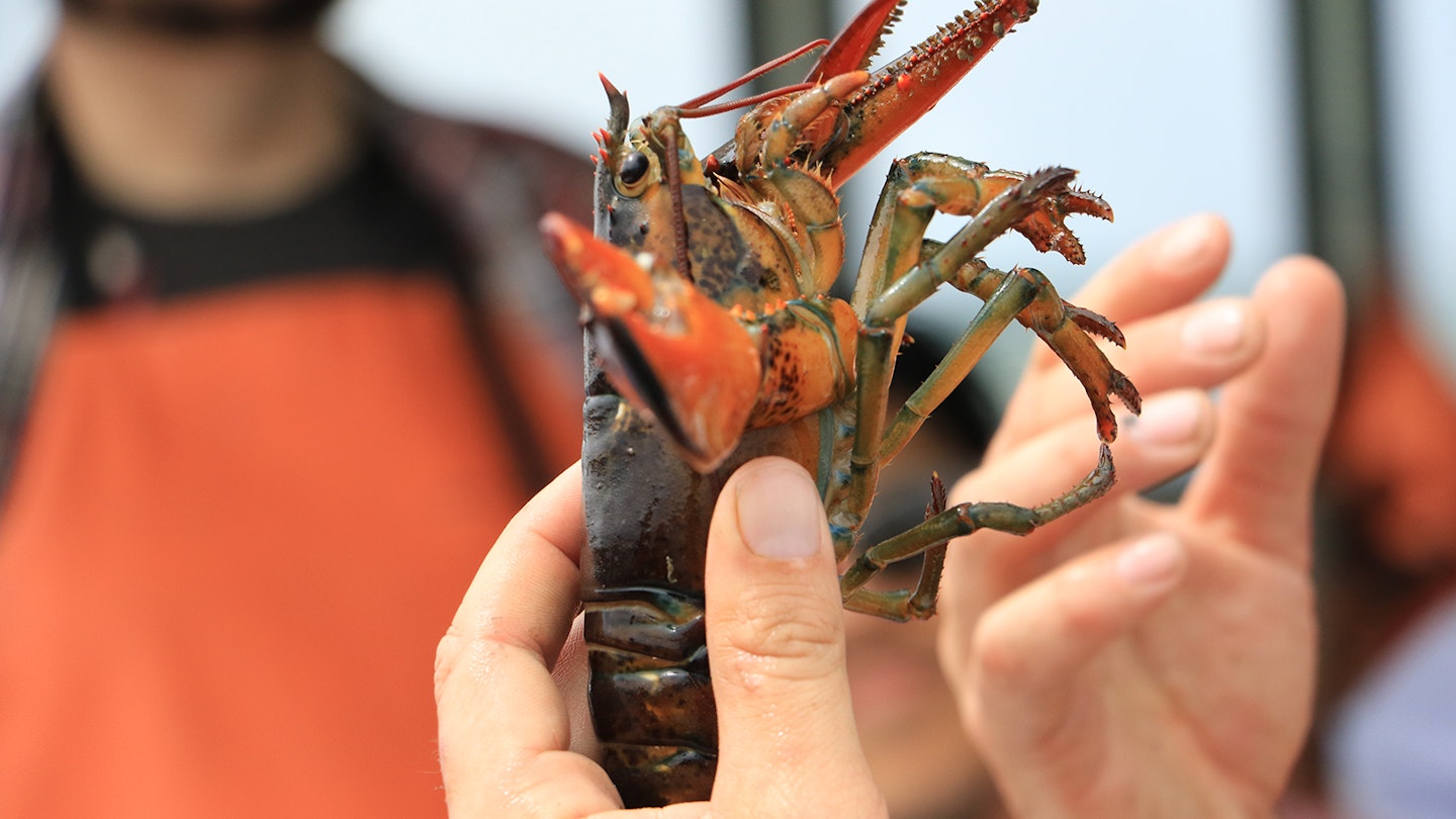 fresh caught lobster being held by fisherman