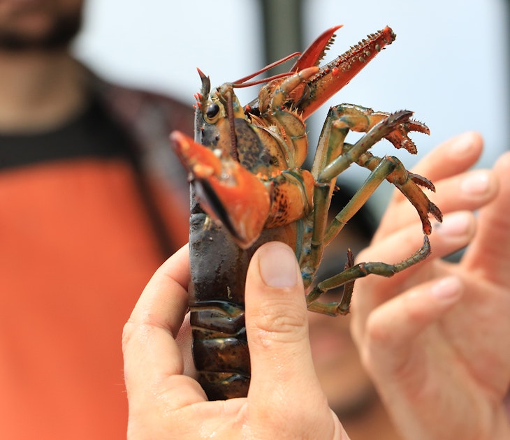 fresh caught lobster being held by fisherman