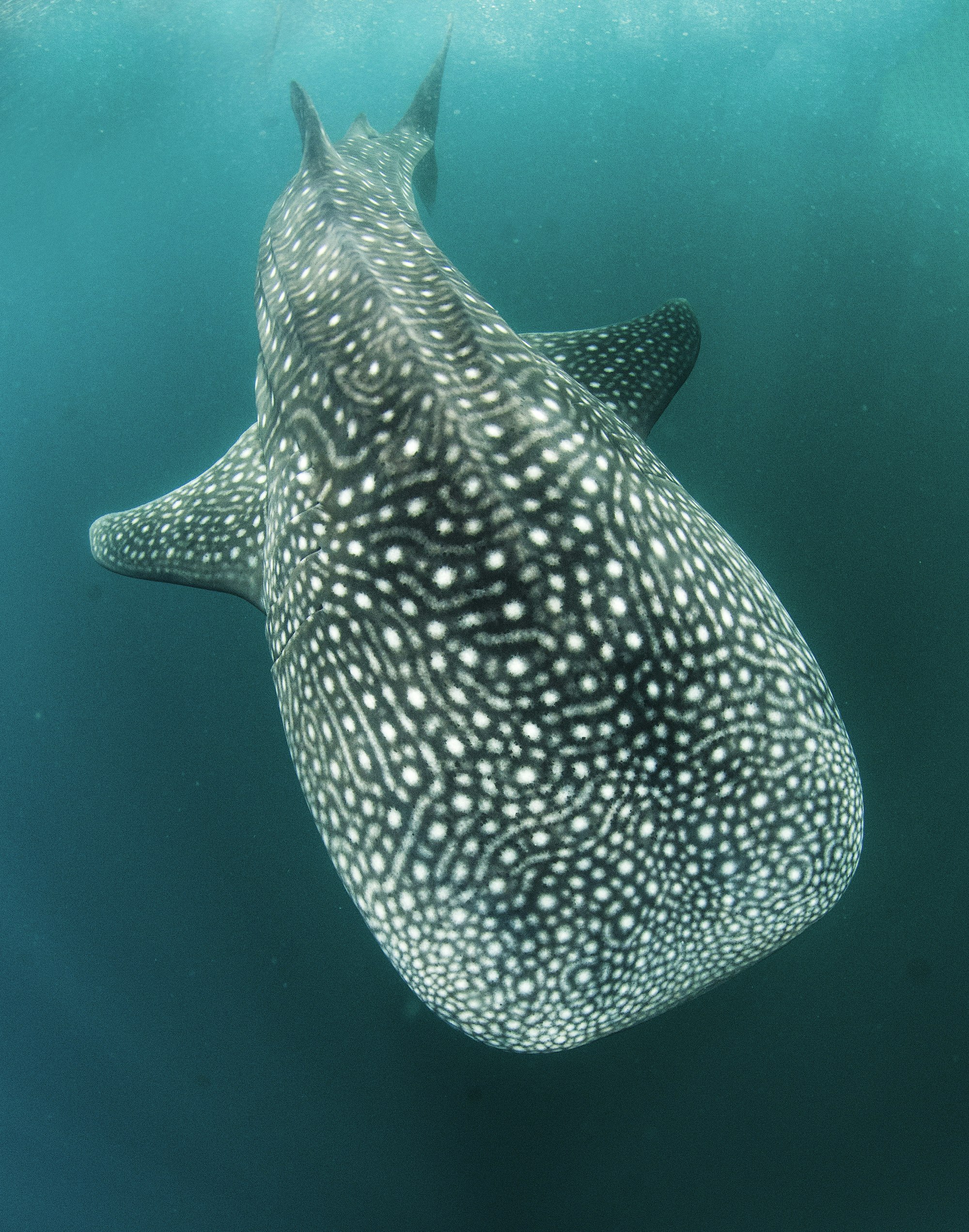 whale-shark-djibouti-diving