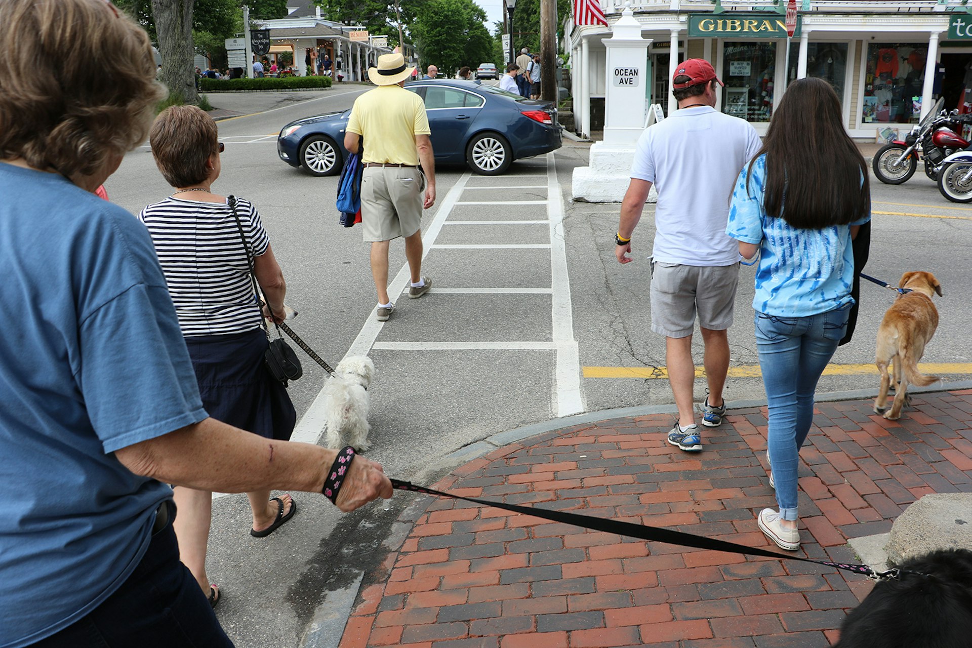 dogs and owners walking down a Maine street