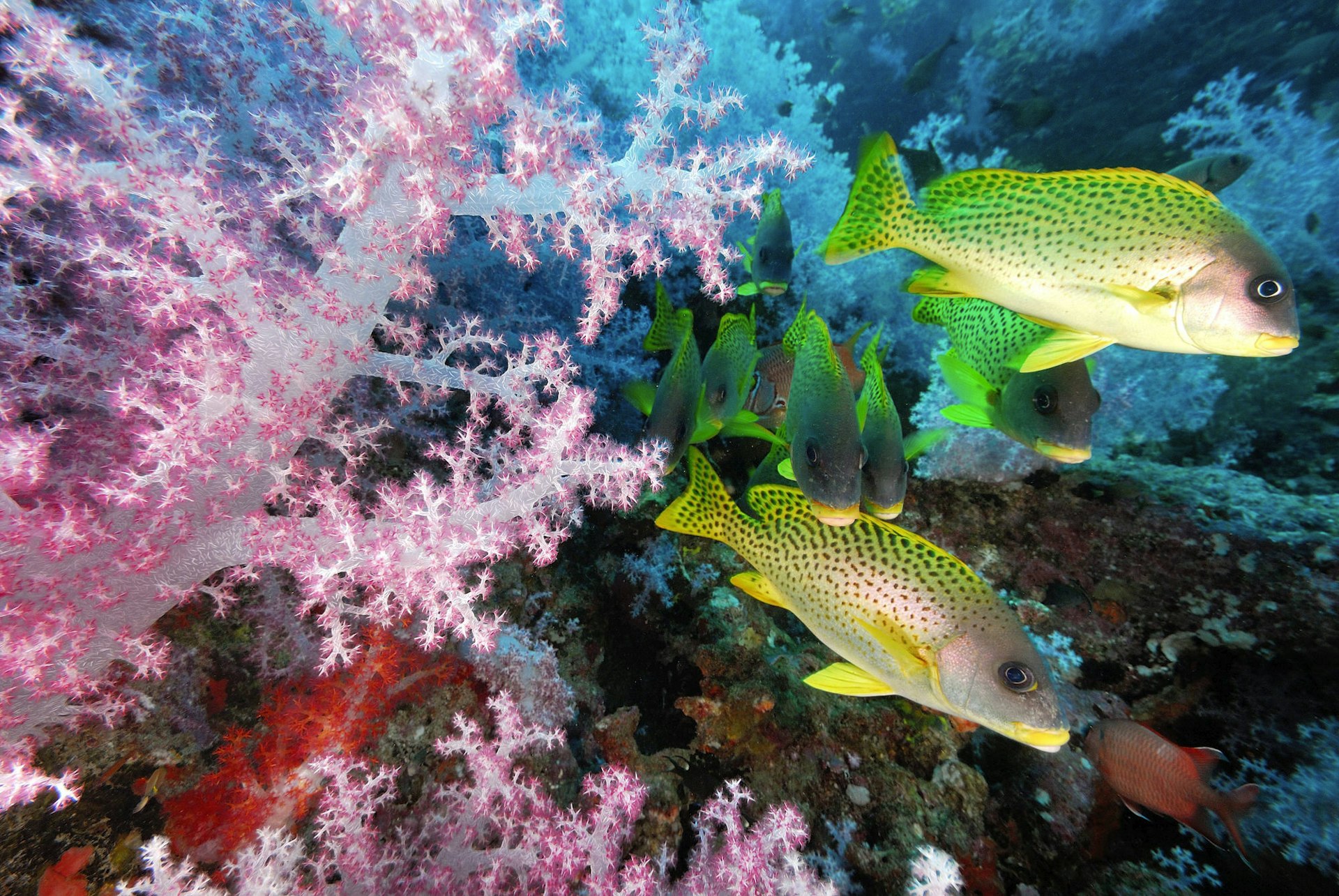 djibouti-diving-coral-fish