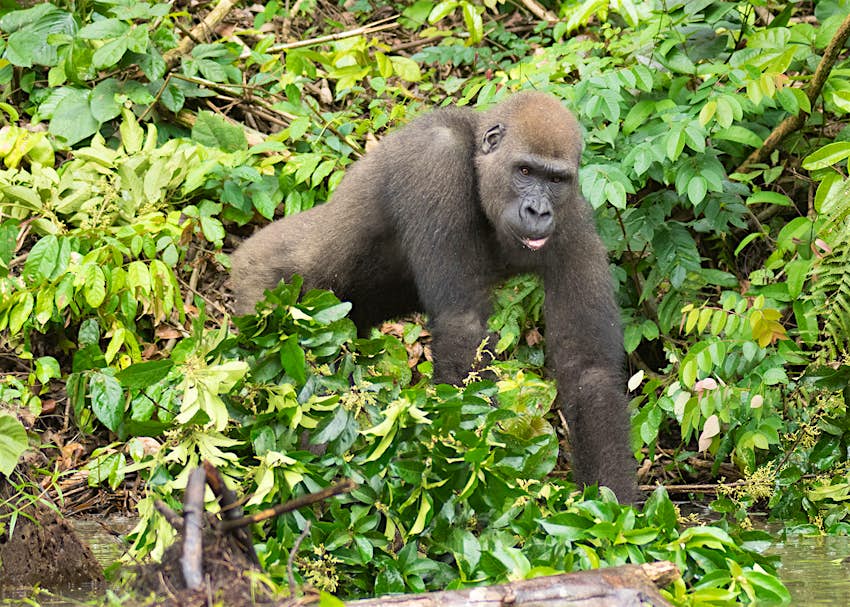 Features - gorilla_gabon_Lonely_Planet-1f3c7d4c160b An endangered lowland gorilla in Gabon, Africa © Vaclav Sebek / Shutterstock