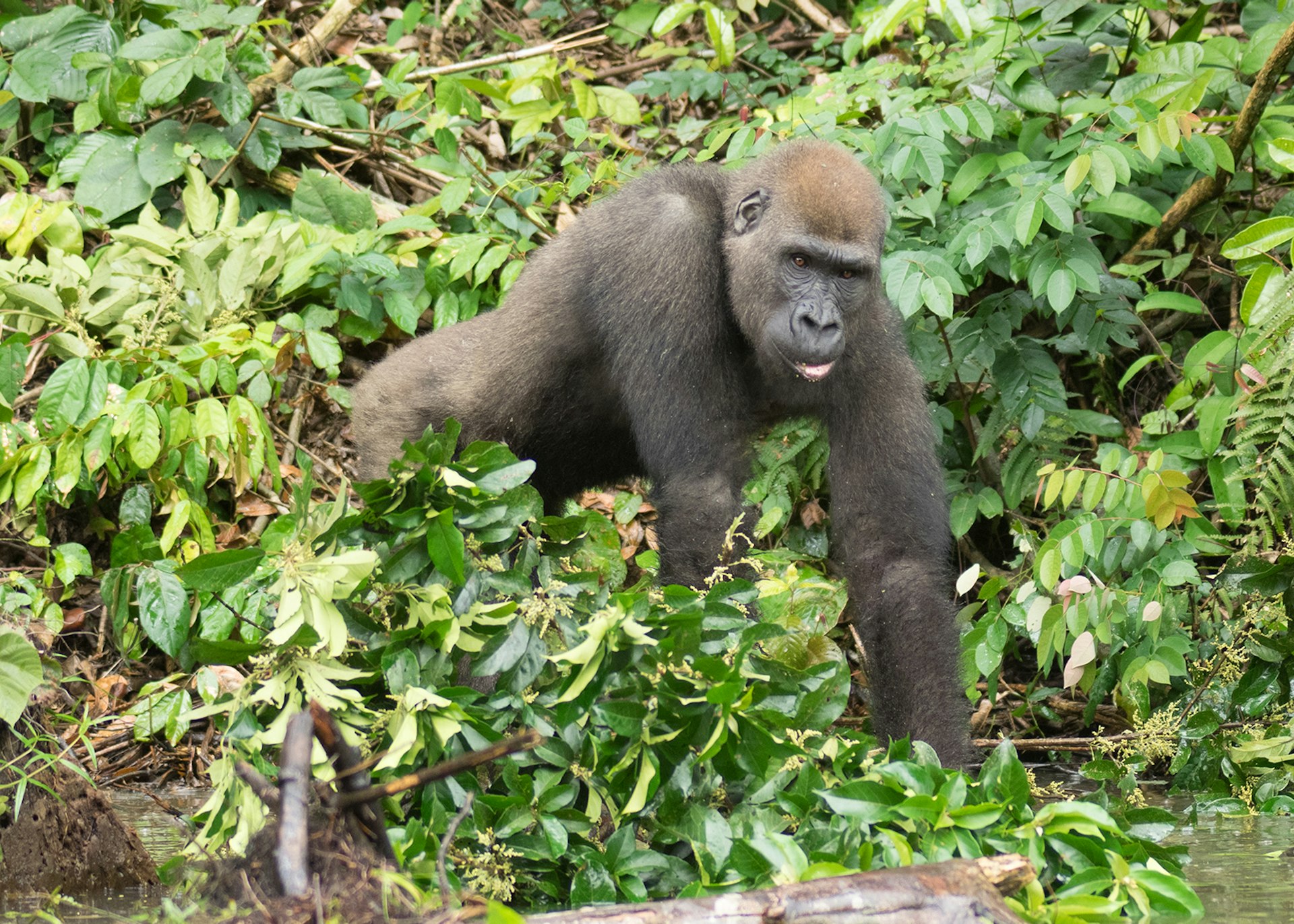 An endangered lowland gorilla in Gabon, Africa © Vaclav Sebek / Shutterstock