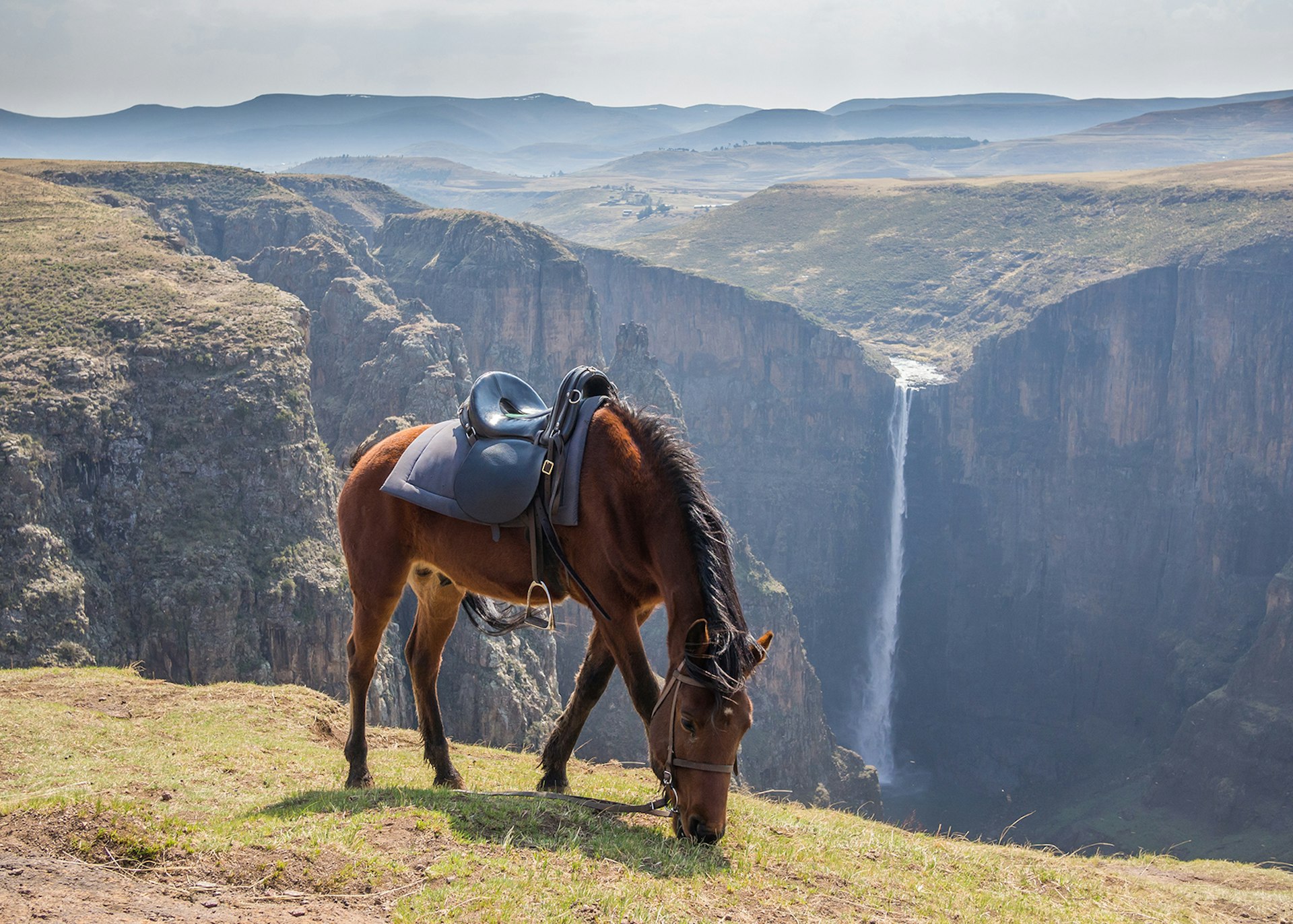 A Basotho pony grazing on a hilltop in Lesotho © Fabian Plock / Shutterstock