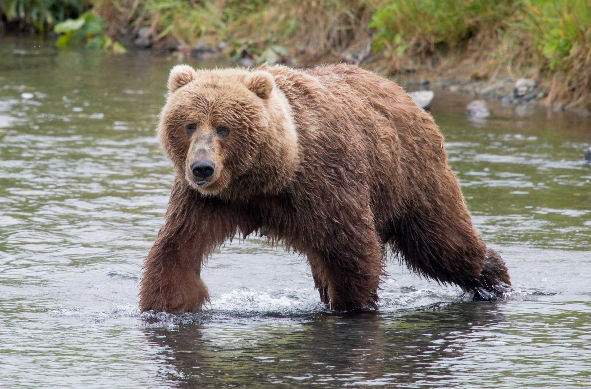 Kodiak brown bear walking through a river facing the camera