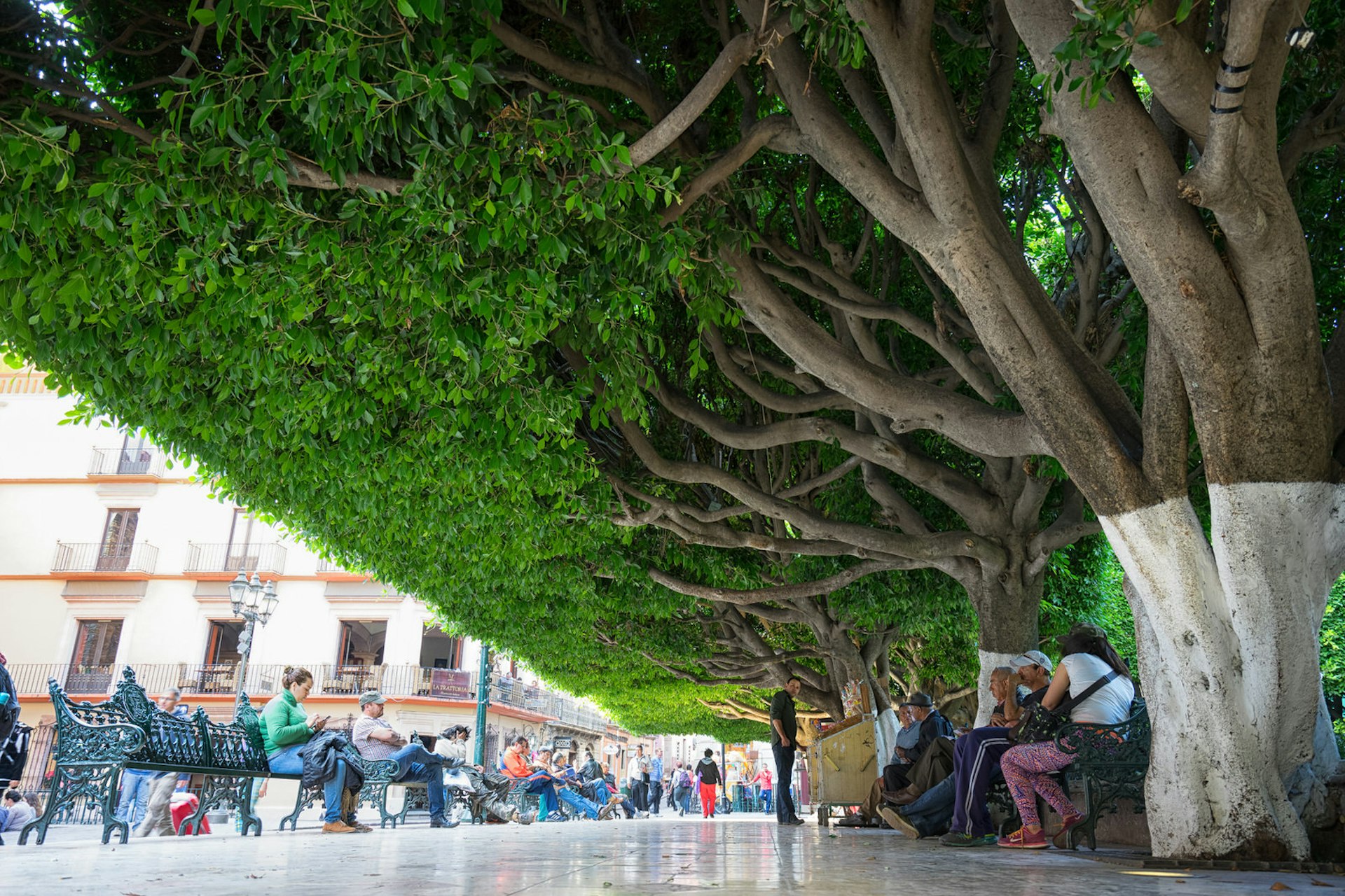 People relaxing under the low hanging trees in the midday sun at Plaza de la Union in Guanajuato Mexico