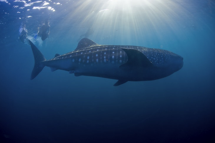 djibouti-whale-shark-snorkelling-diving