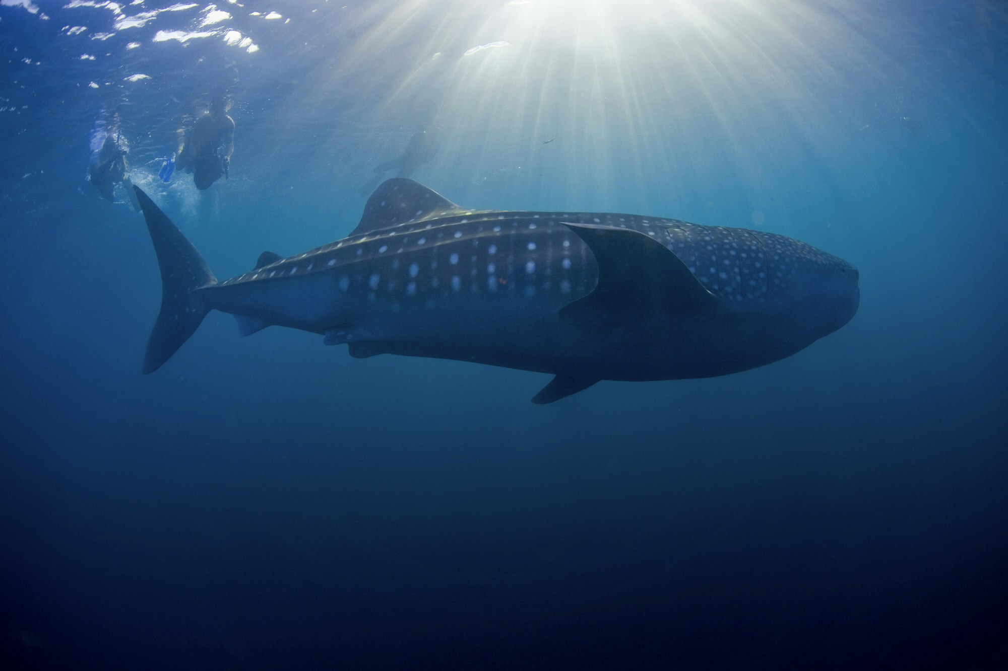djibouti-whale-shark-snorkelling-diving
