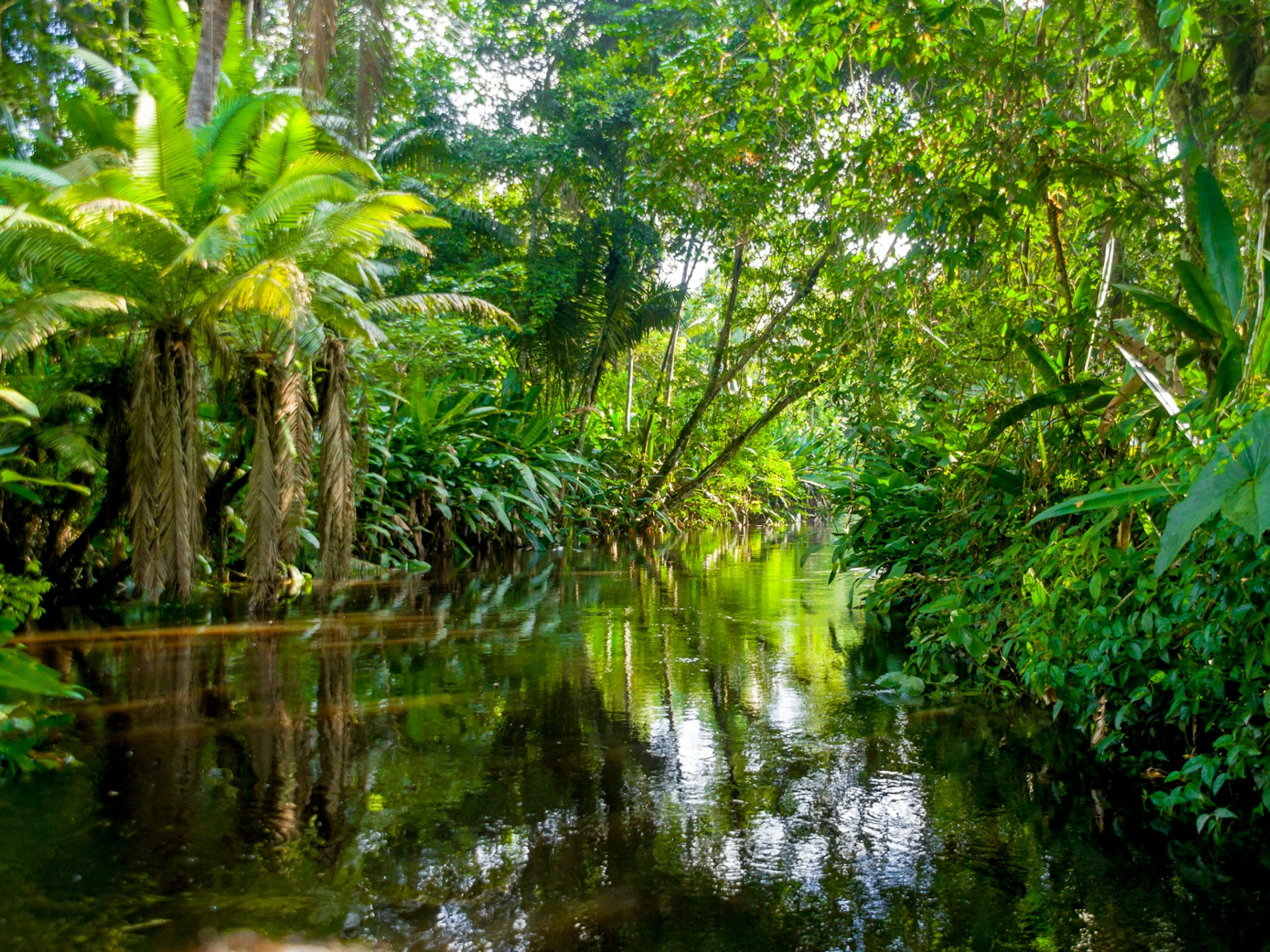 A river running through dense rainforest in the Amazon region