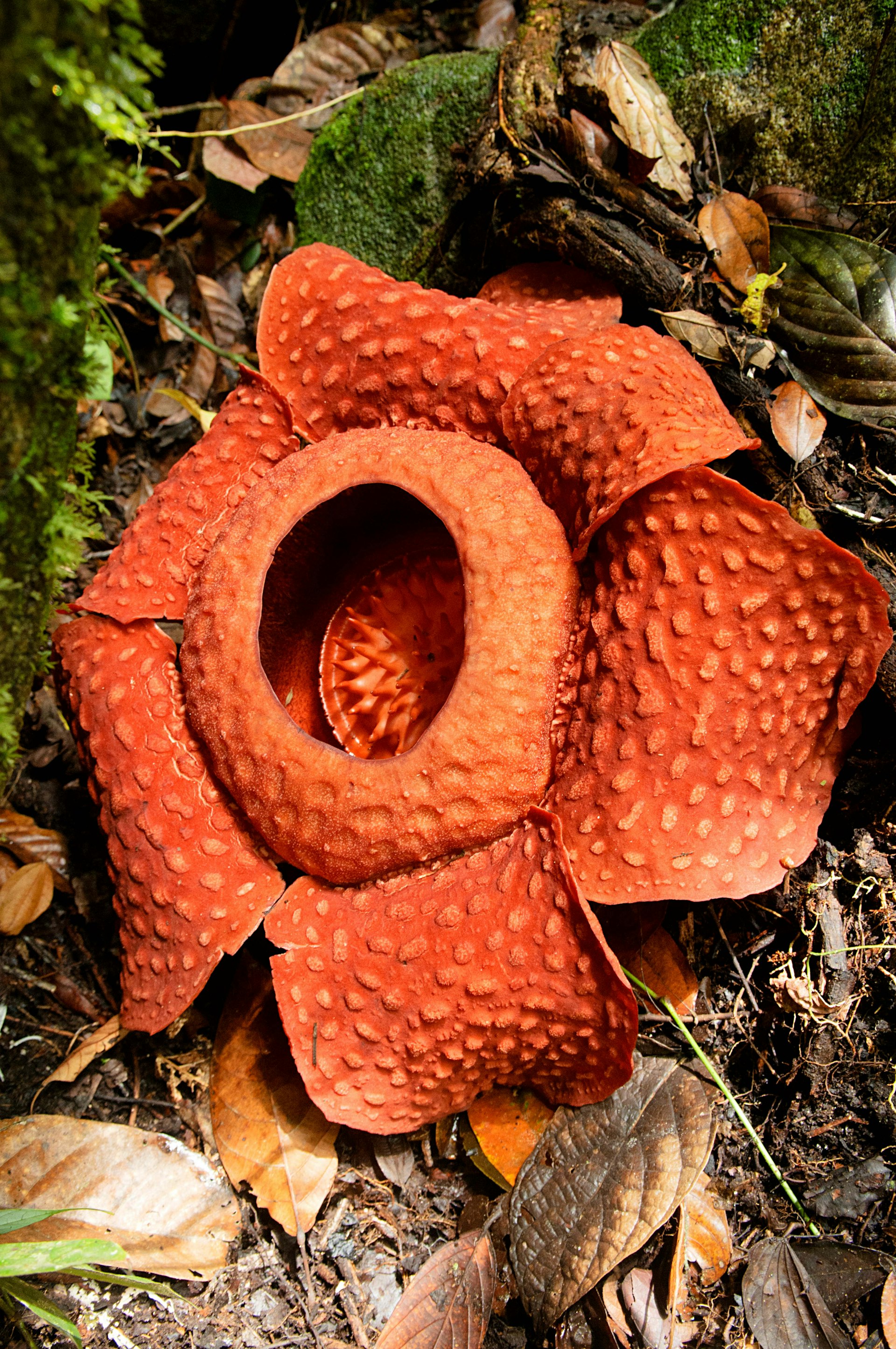 sarawk-borney-rafflesia