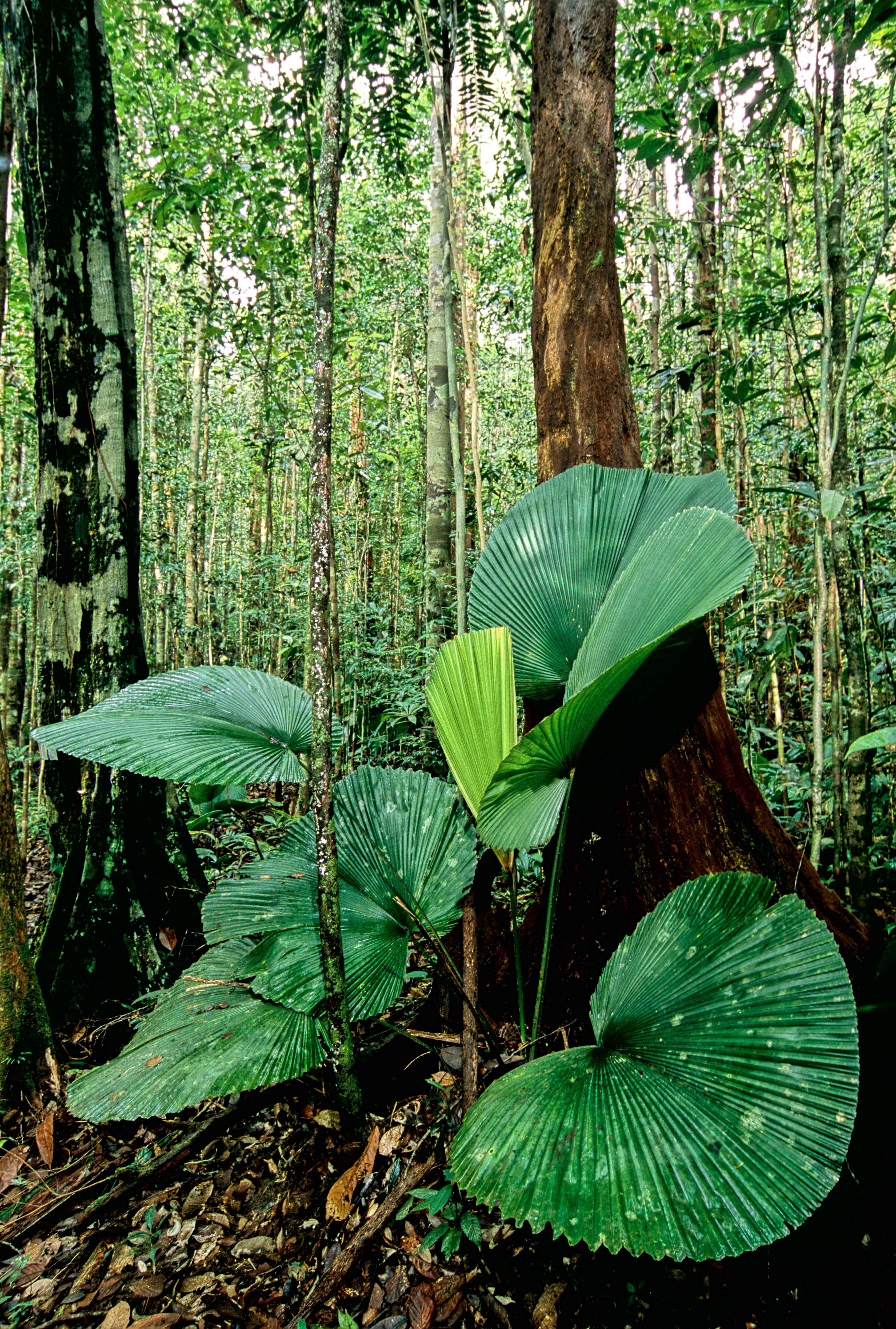 Into The Heart Of Borneo: A Guide To Sarawak’s National Parks - Lonely ...