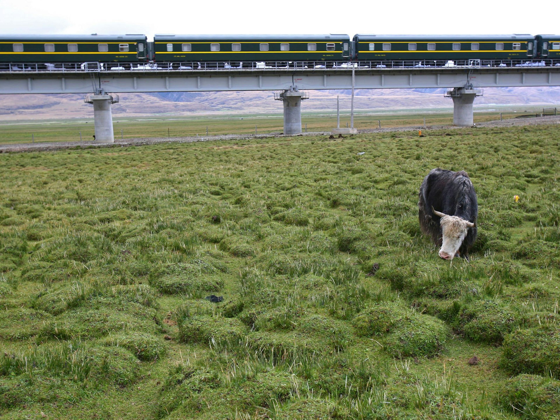 A yak grazes near the railway tracks © China Photos / Getty