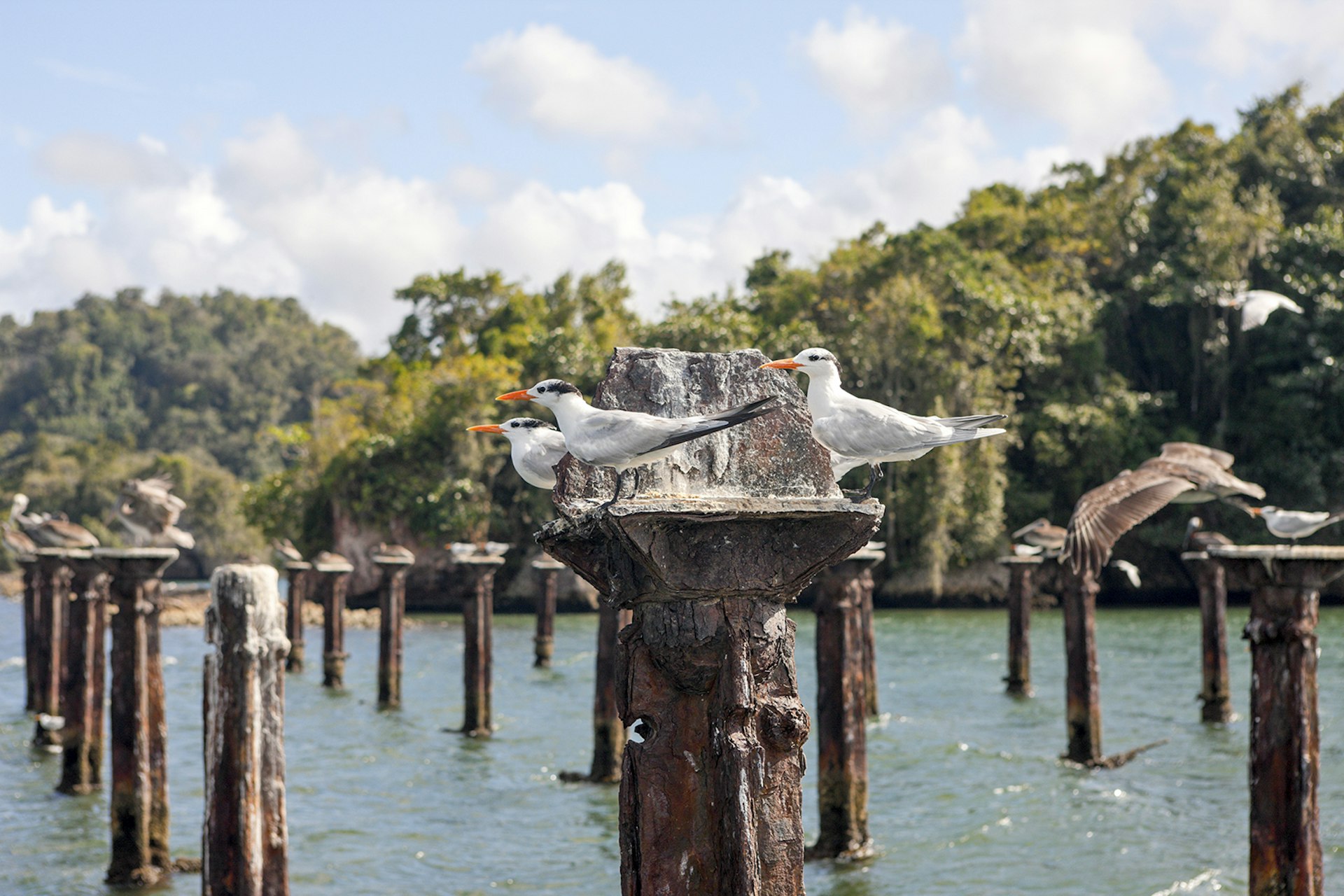 Features - Terns and Pelicanos resting on relicts of old dock, Sterna sp., Pelecanus occidentalis, Los Haitises National Park, Dominican Republic