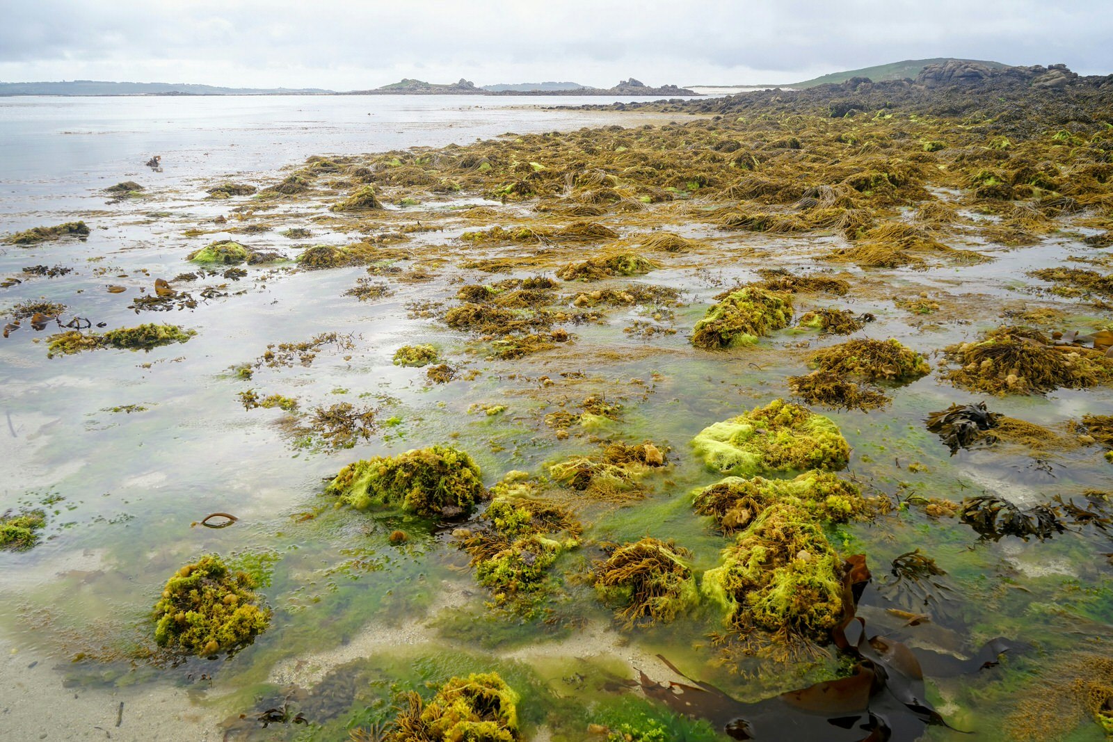 Rock pools and seaweed on Bryher, Isles of Scilly, England, UK © James Kay / Lonely Planet