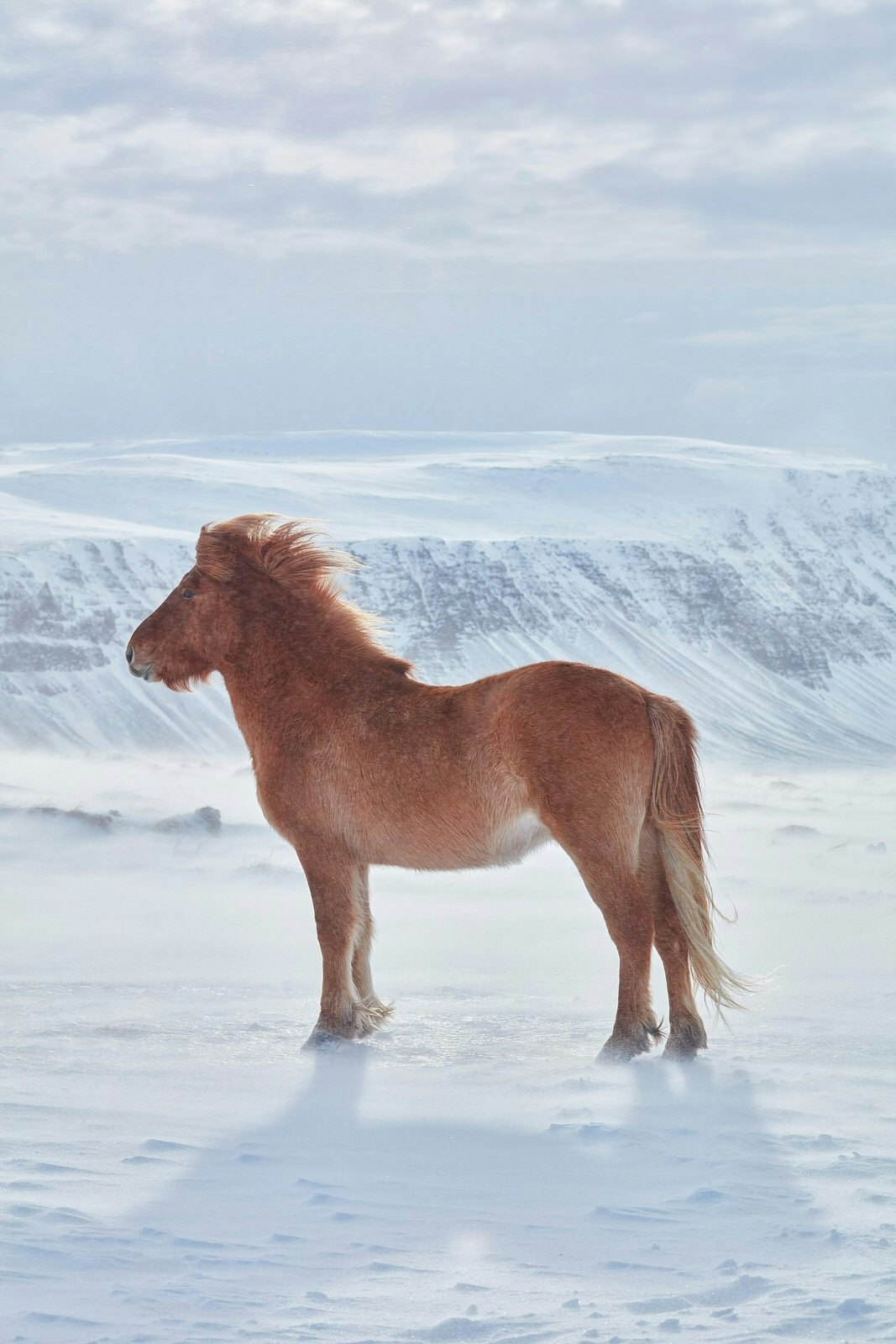 Icelandic horses are a hardy, unique breed, and have five natural gaits – two more than other horses © Jonathan Gregson / Lonely Planet