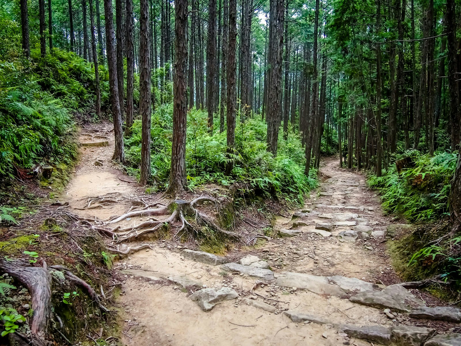 Two trails diverge in the woods on the Kumano Kodō pilgrimage route