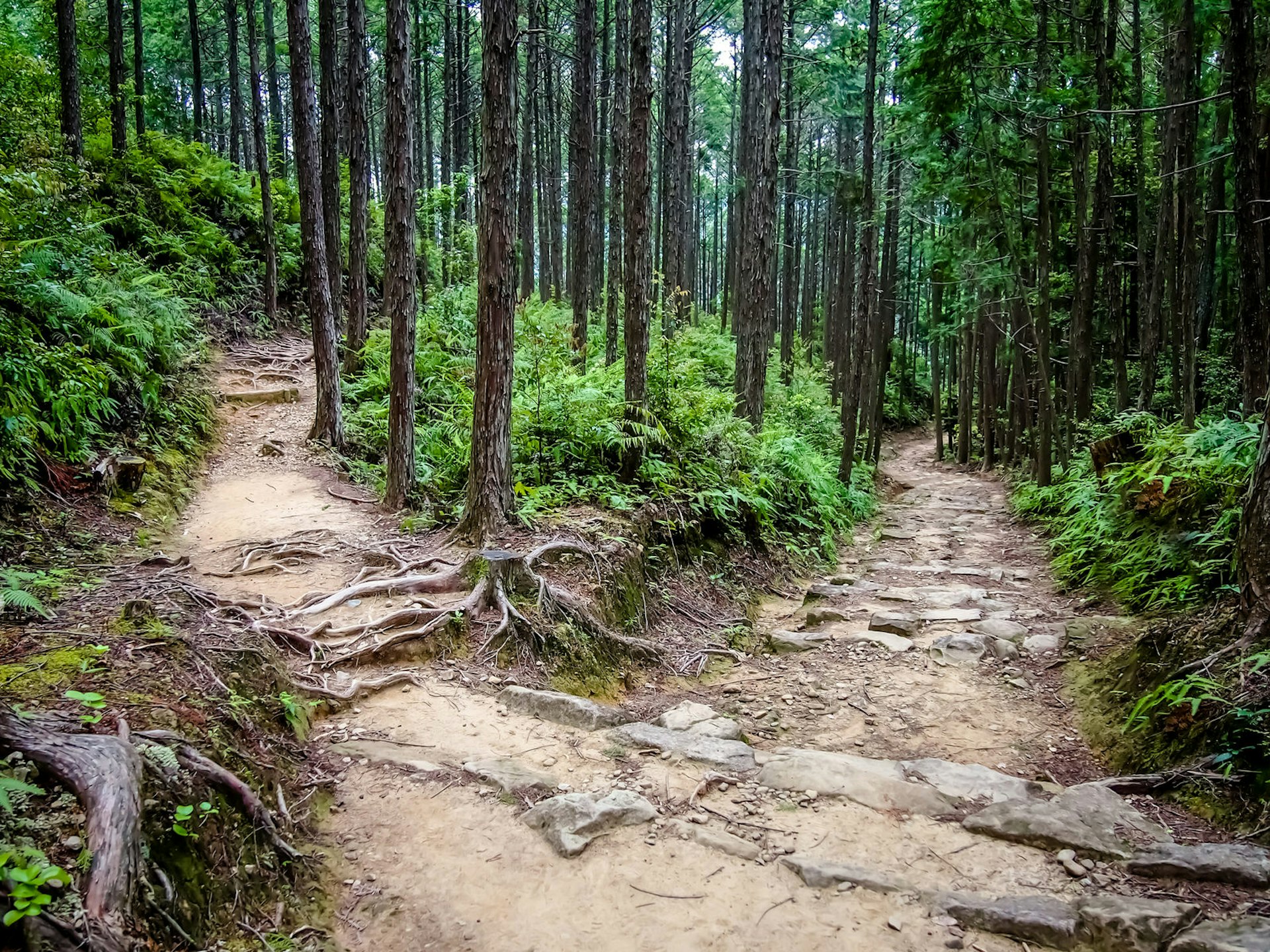 Two trails diverge in the woods on the Kumano Kodō pilgrimage route