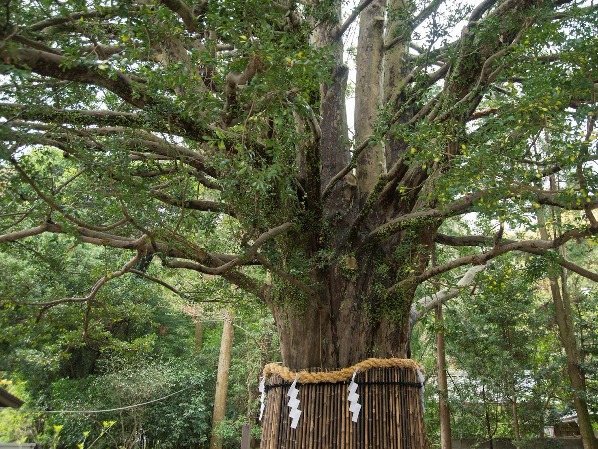 Old pine tree at shrine Kumano Hayatama Taisha, said to be 800 years old