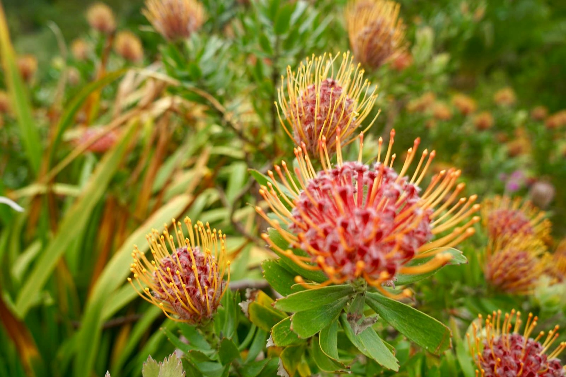 A close-up of a plant in Tresco Abbey Garden, Isles of Scilly, England, UK © James Kay / Lonely Planet