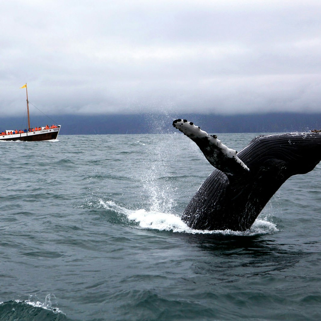 A humpback whale breaches in Skjálfandi Bay, North Iceland. This acrobatic species is one of the most commonly sighted whales / Egill Bjarnason / Lonely Planet