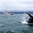 A humpback whale breaches in Skjálfandi Bay, North Iceland. This acrobatic species is one of the most commonly sighted in Iceland © Egill Bjarnason / Lonely Planet
