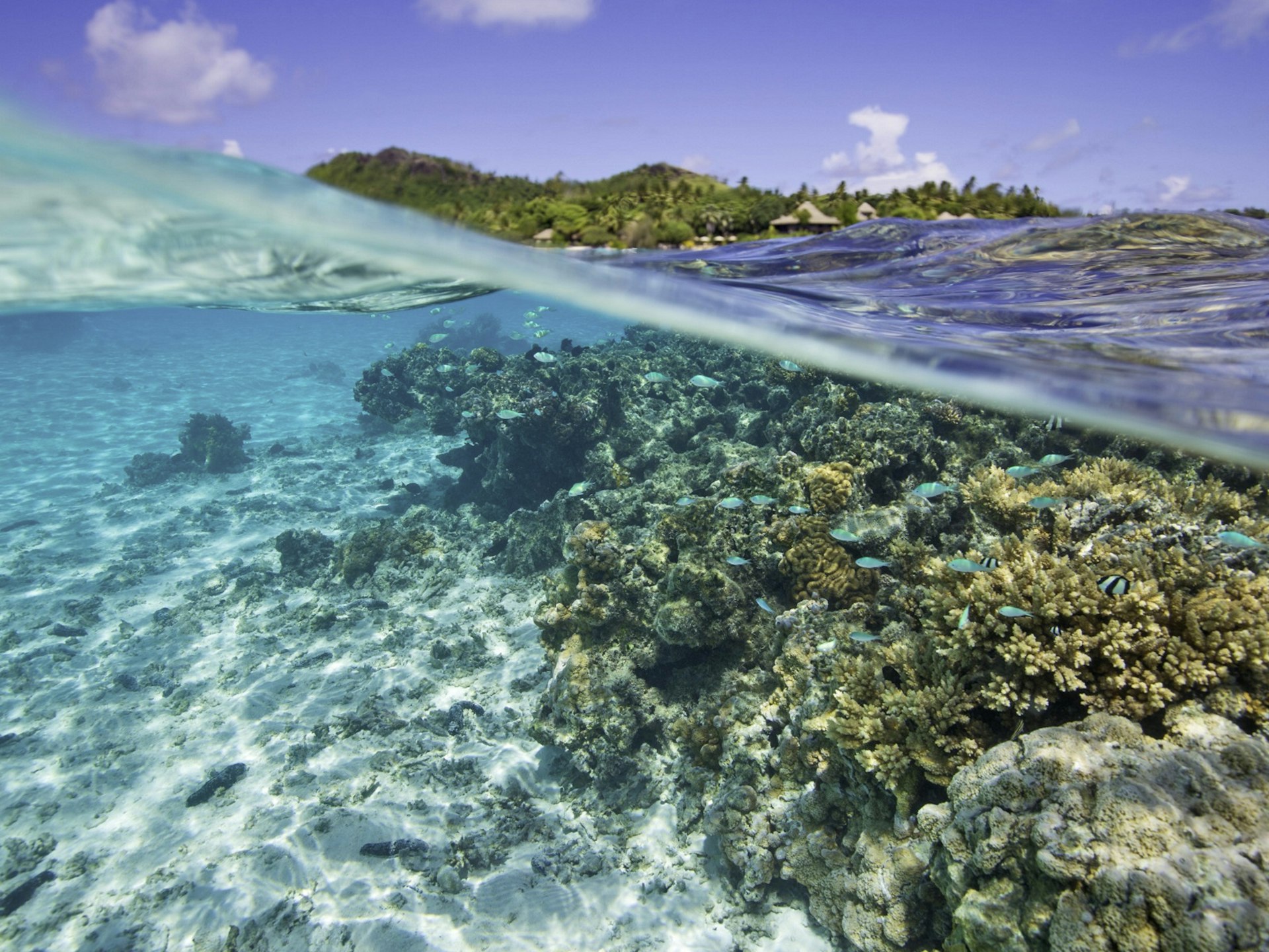 Snorkelling off the coast of Rarotonga, tropical coral reef, blue skies, blue sea, Pacific Islands