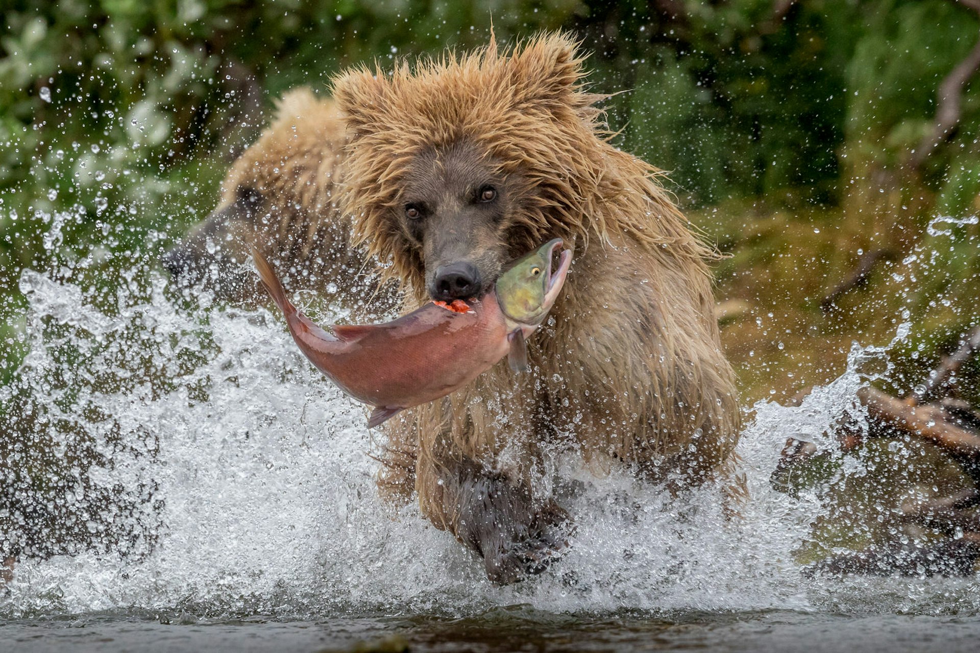A brown bear catching a sockeye salmon in Katmai National Park, Alaska © Art Wolfe