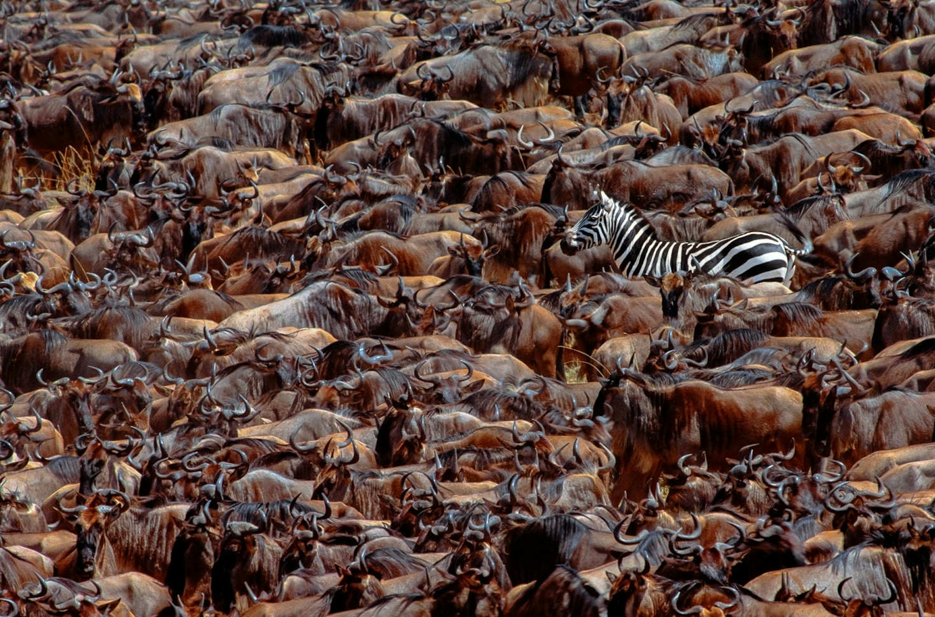A lone zebra engulfed amidst a huge herd of wildebeest in Kenya's Masai Mara National Reserve © Art Wolfe