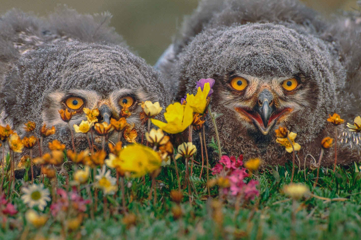 A pair of snowy owlets in Alaska's Arctic National Wildlife Refuge © Art Wolfe