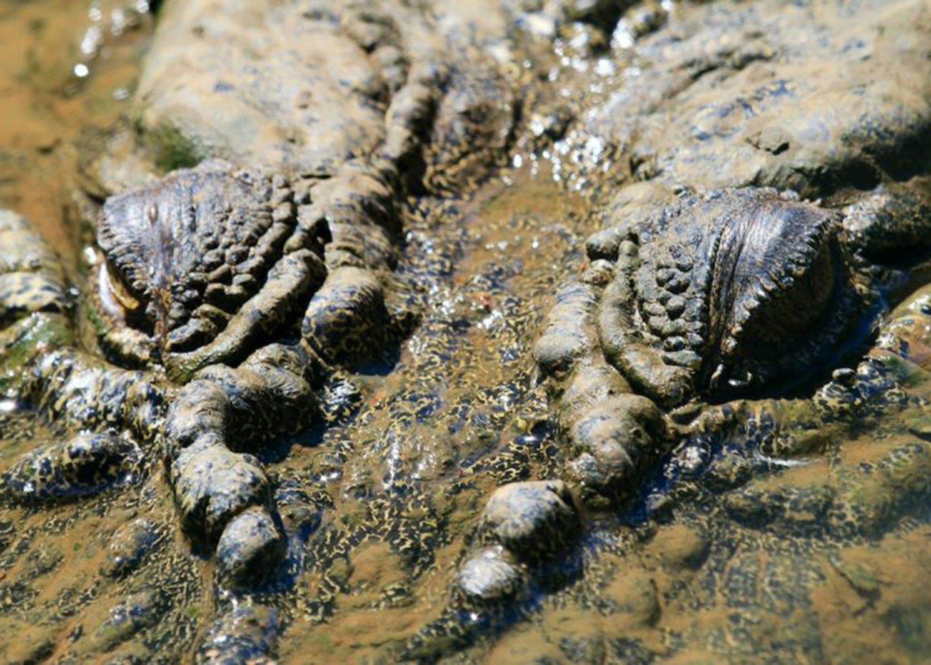 A close-up of a saltwater crocodile in Australia's Kimberley Region ©Johan Rentmeesters / Lonely Planet 