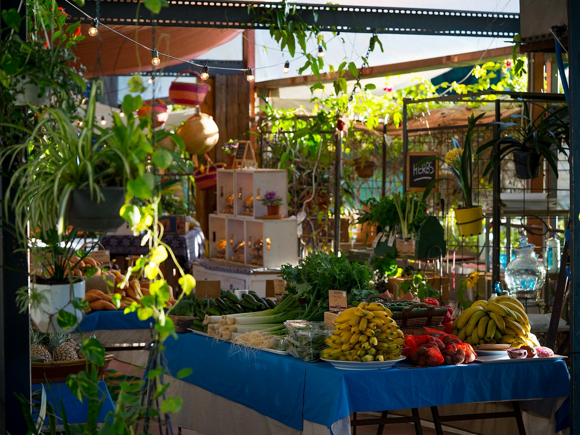 Currumbin Valley Harvest, fresh produce, bananas, farmers market, gold coast, australia
