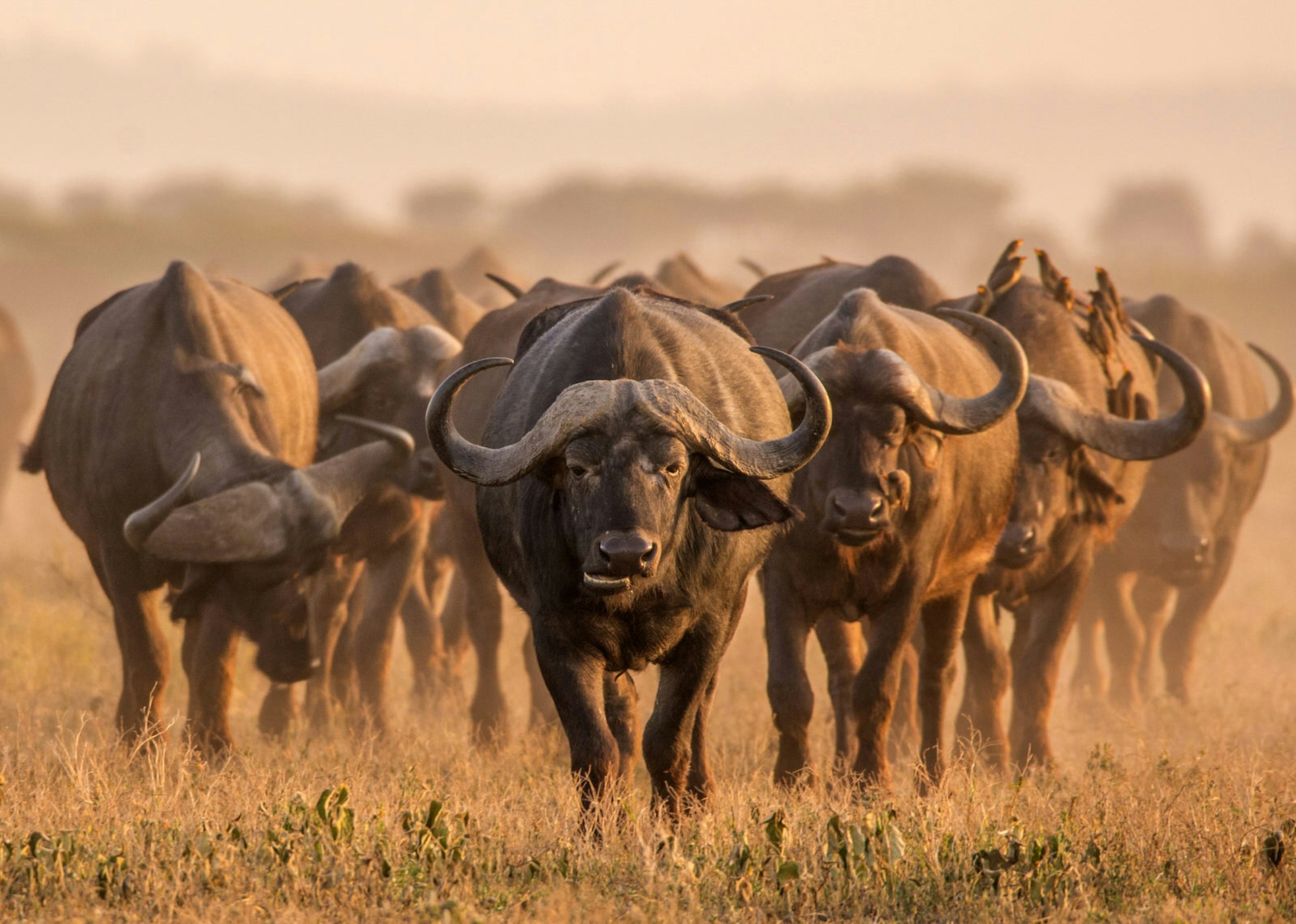 Cape Buffalo, South Africa
