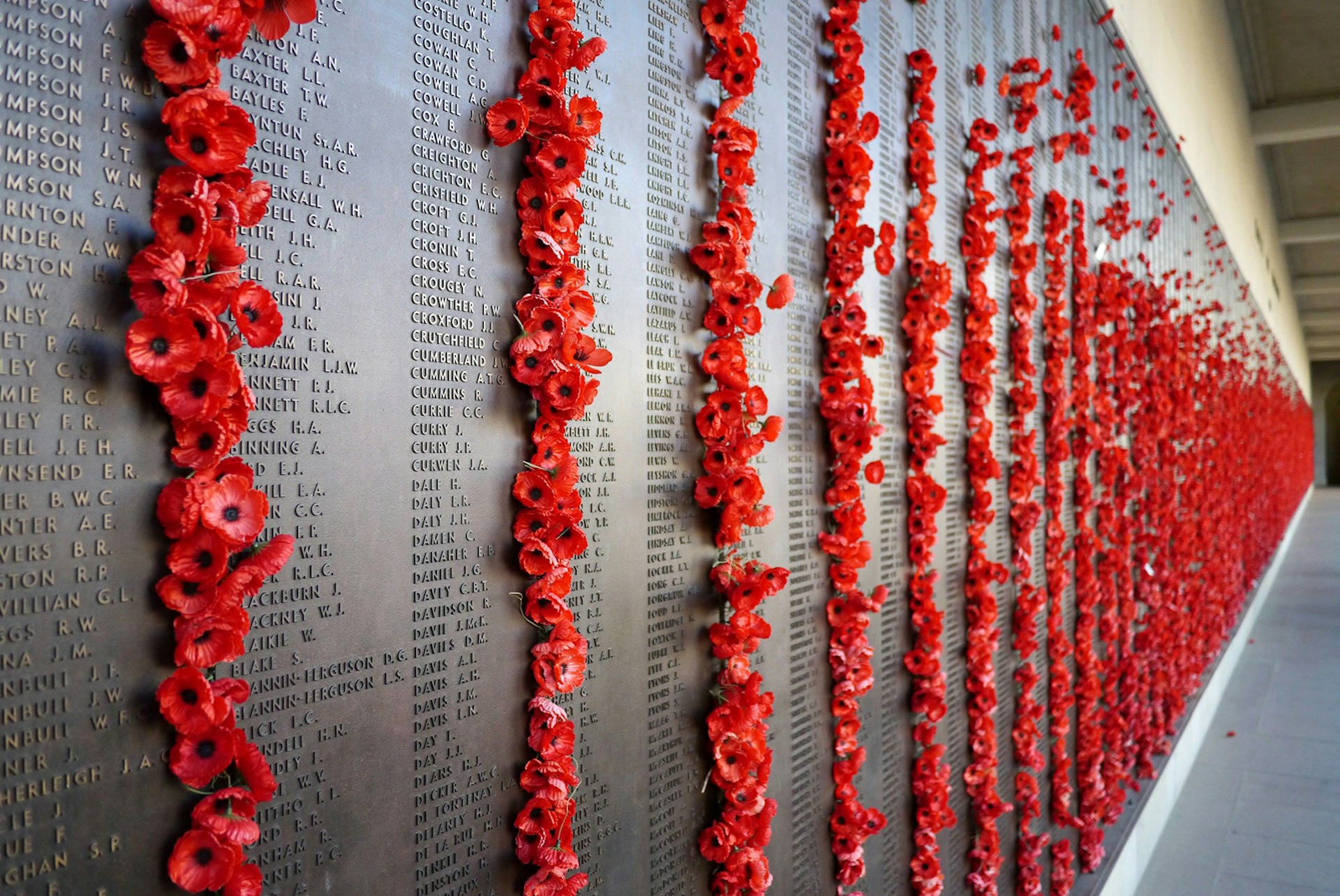 Features - Poppies at the war memorial in Canberra, Australia