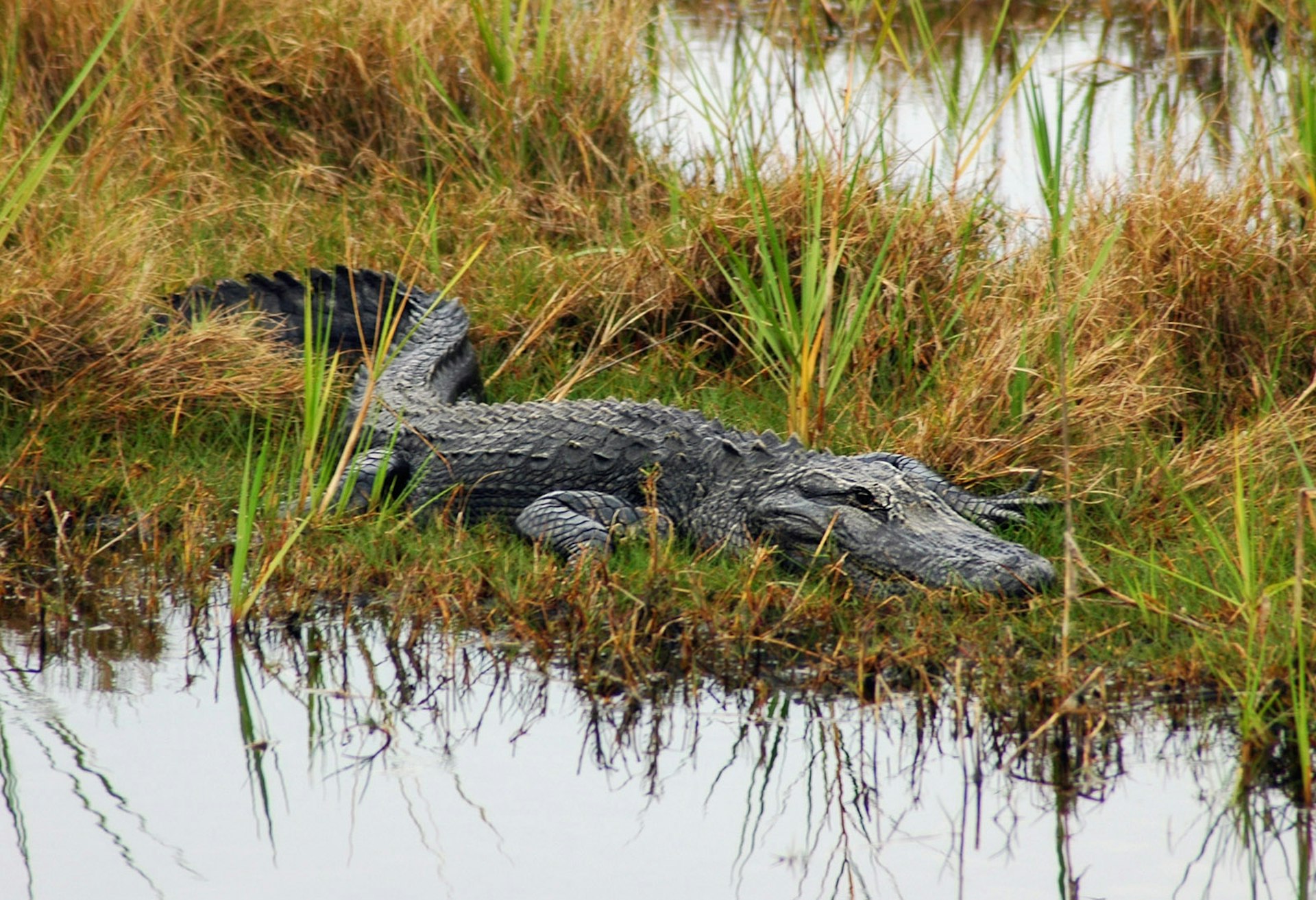 Alligator on Merritt Island