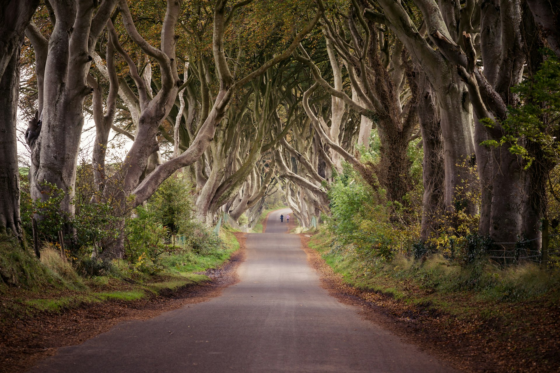 Features - Walking through the Dark Hedges