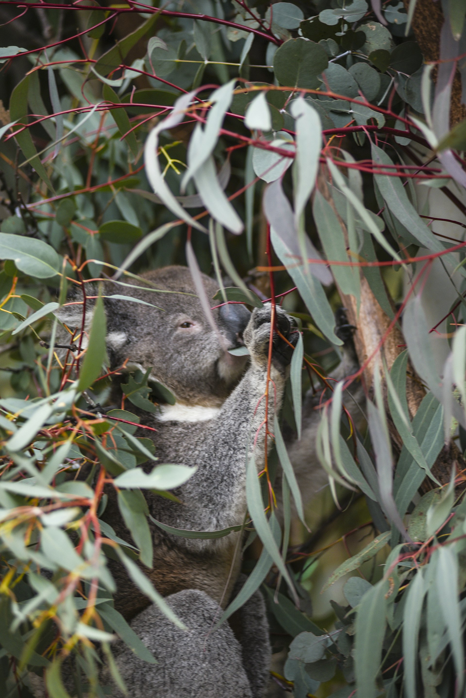 Features - Koala eating eucalyptus leaves in Tidbinbilla nature reserve