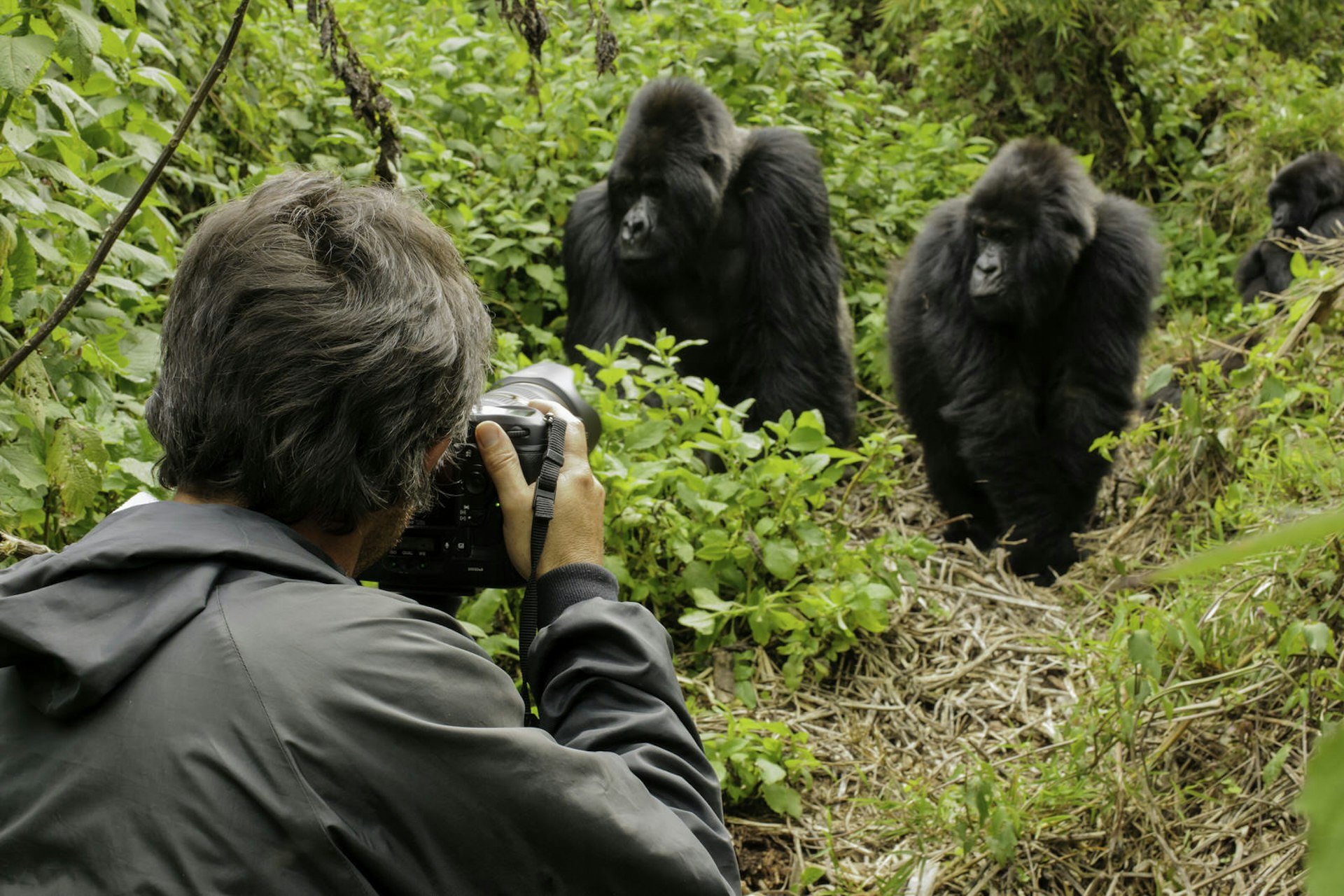 wedding anniversary trip ideas - a man take a photograph of two silverback gorillas.