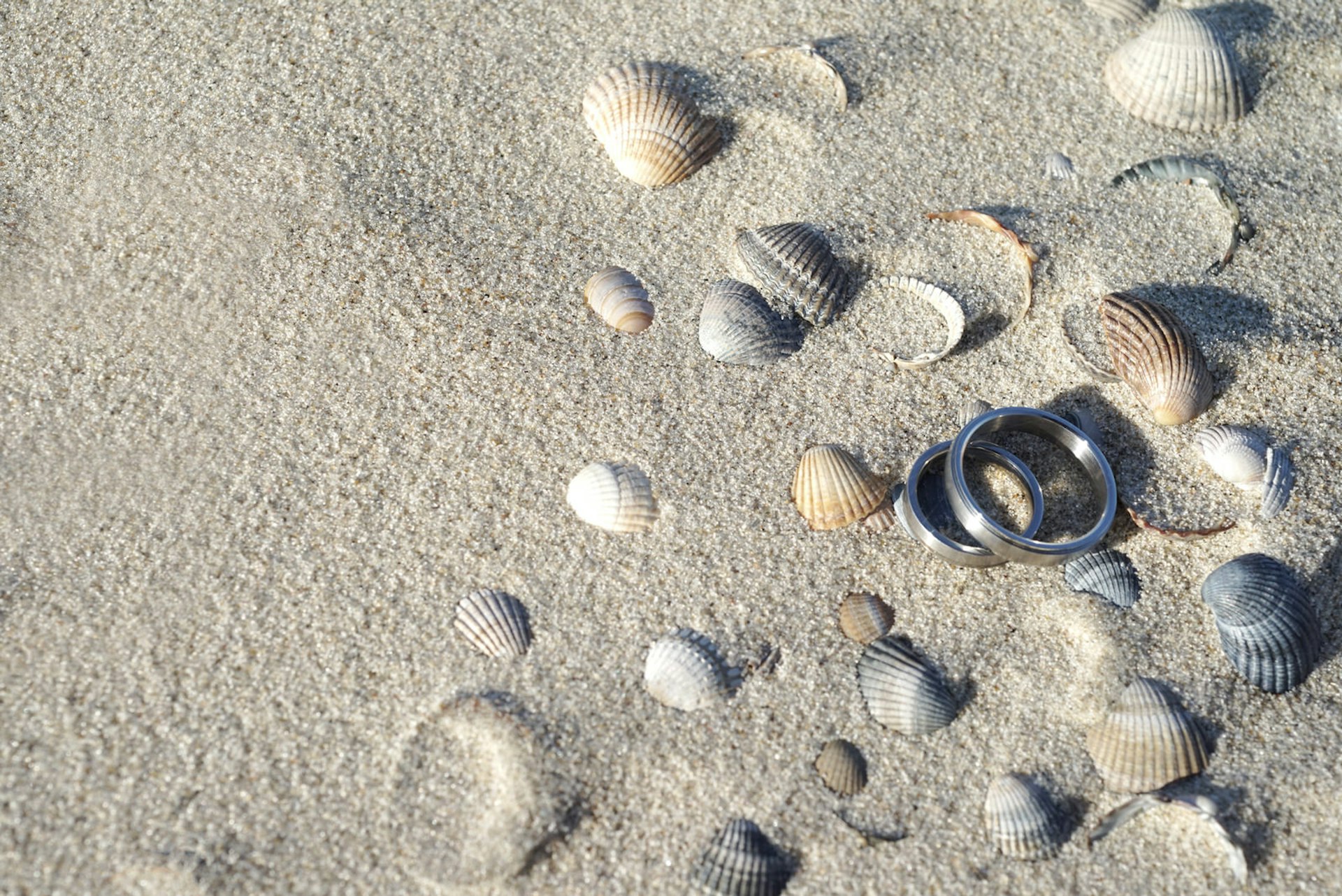 Wedding rings amongst shells on a sandy beach.