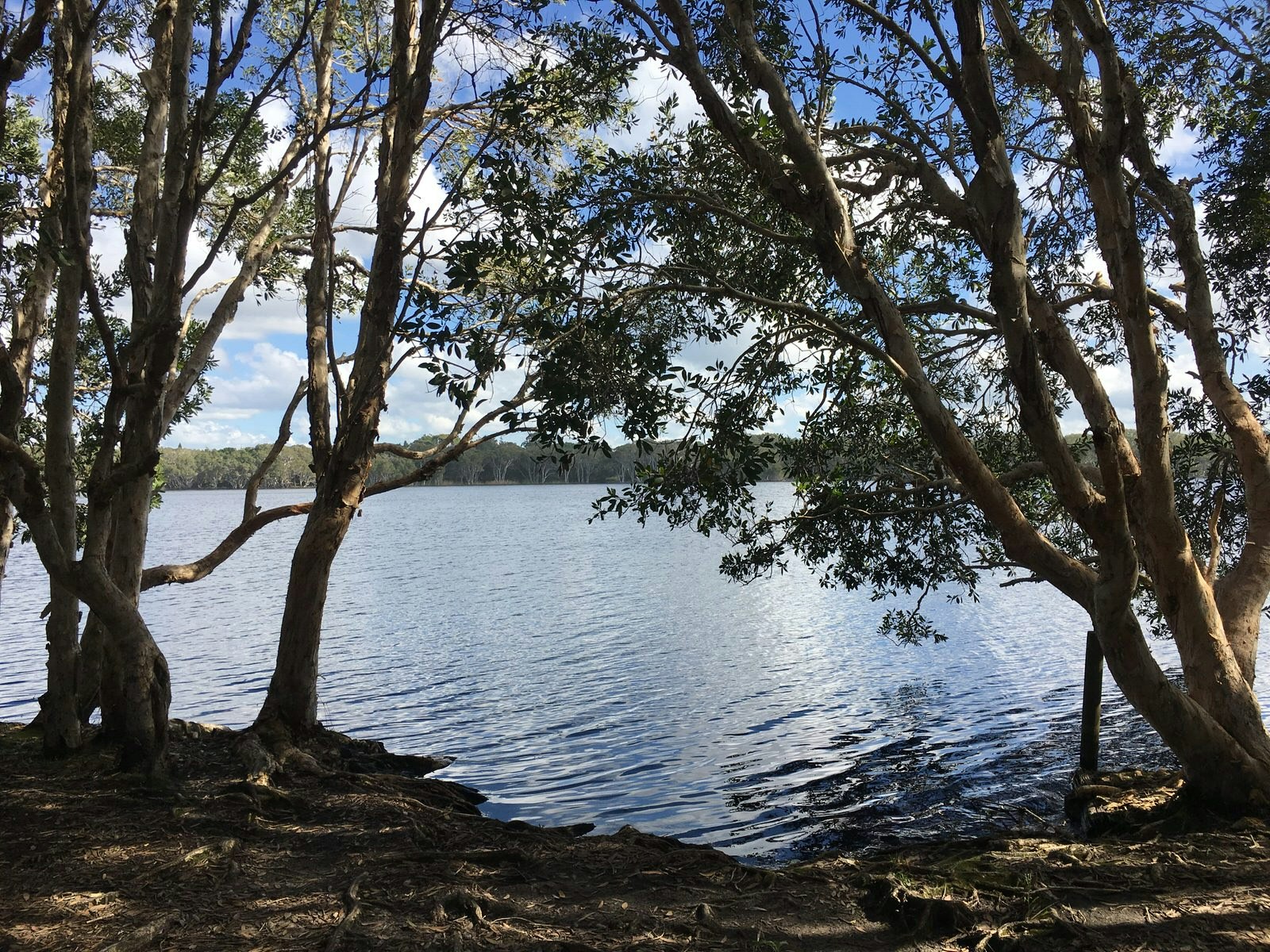Lake Ainsworth in Lennox Head gently ripples under a blue sky framed by some deciduous trees